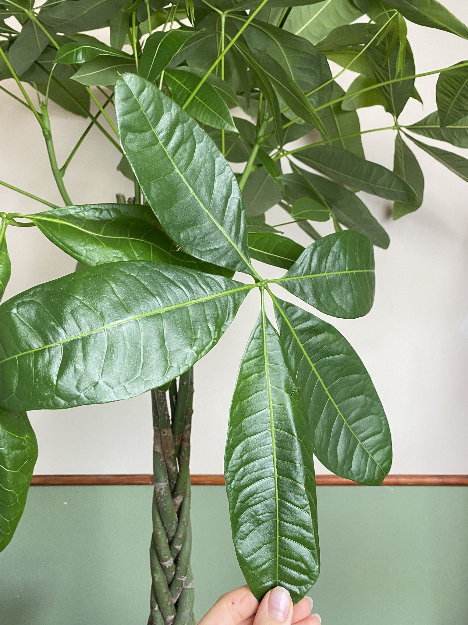 Pachira aquatica (wodna) Drzewko szczęścia i pieniędzy