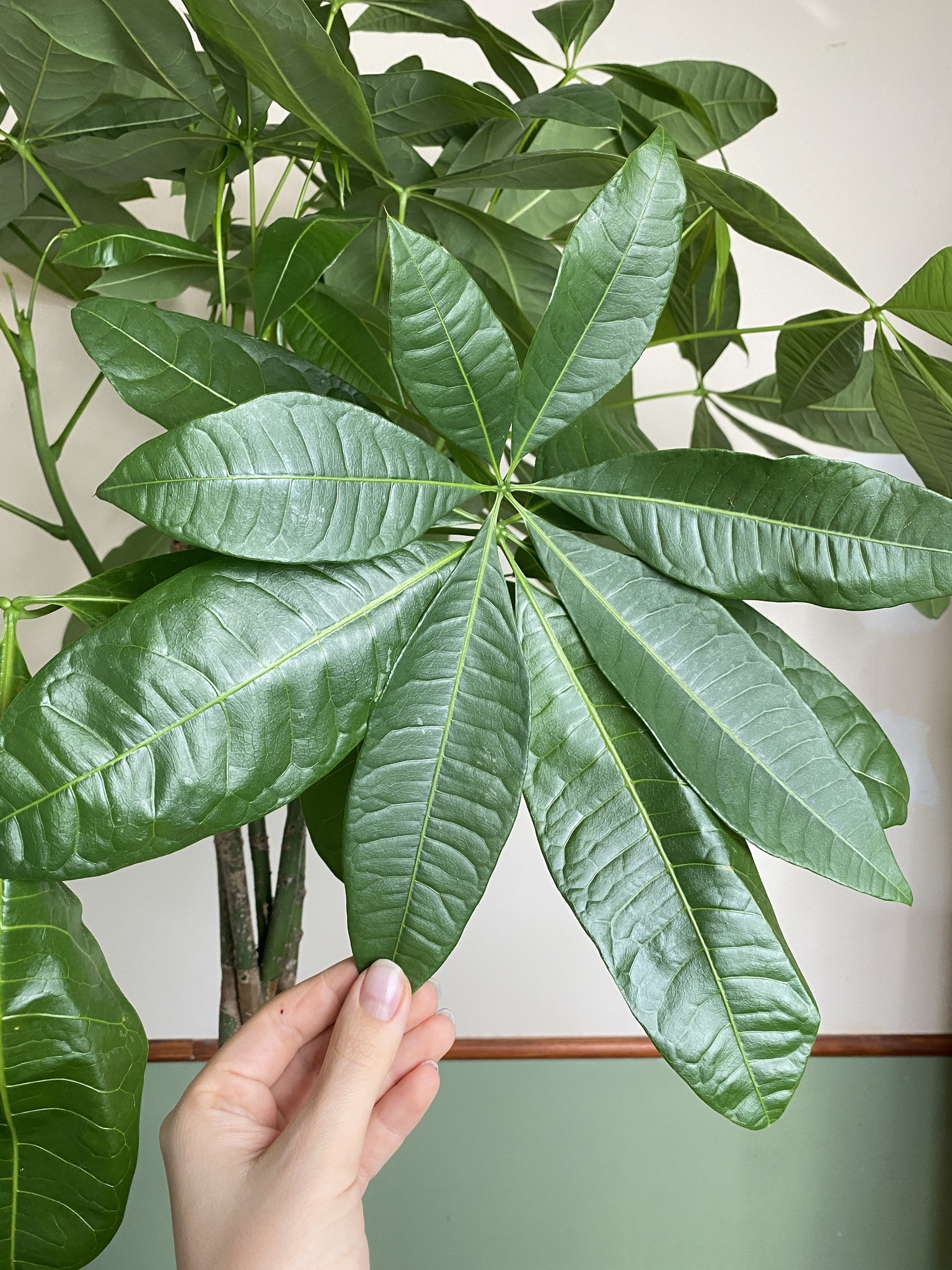 Pachira aquatica (wodna) Drzewko szczęścia i pieniędzy