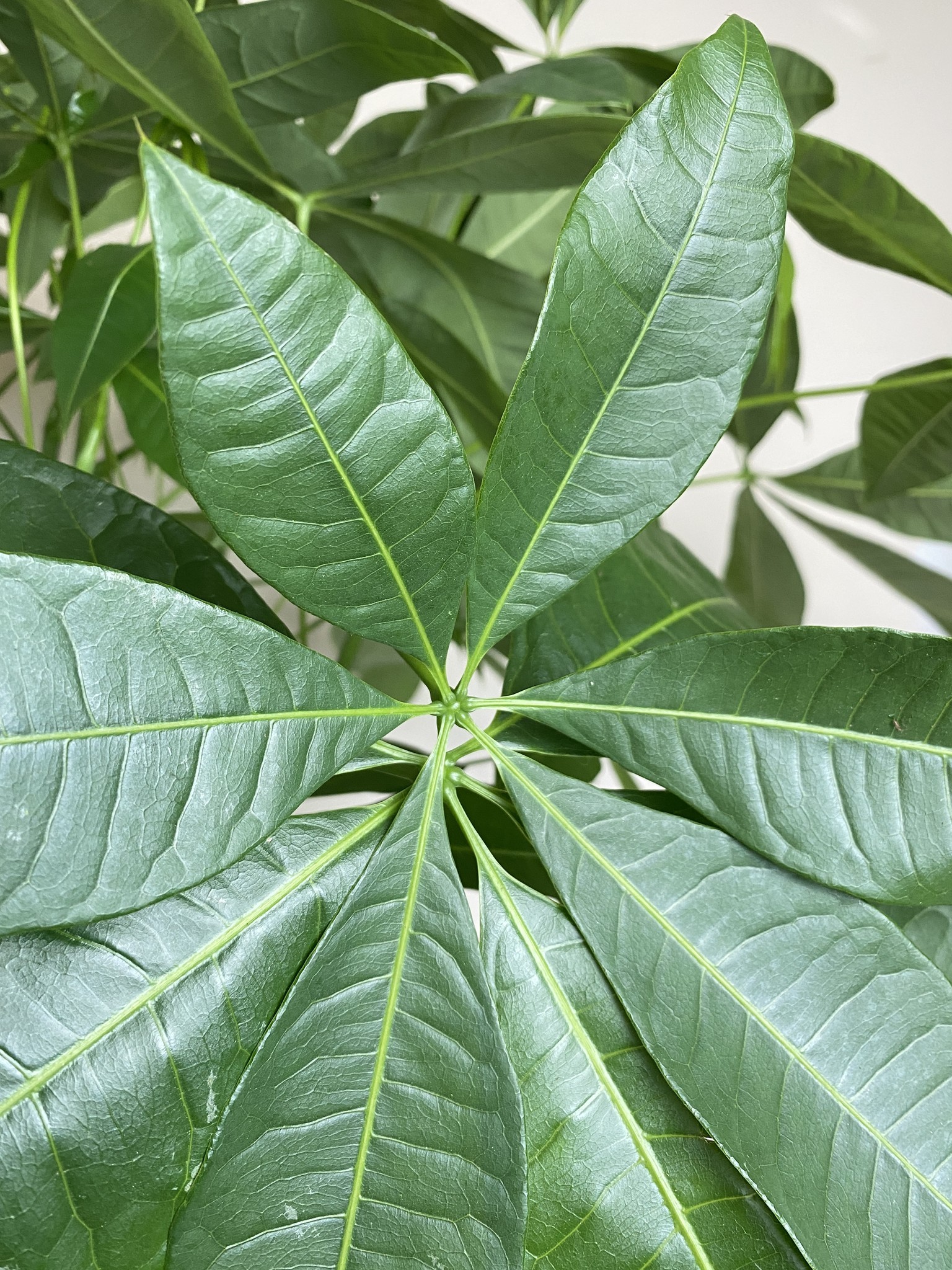 Pachira aquatica (wodna) Drzewko szczęścia i pieniędzy