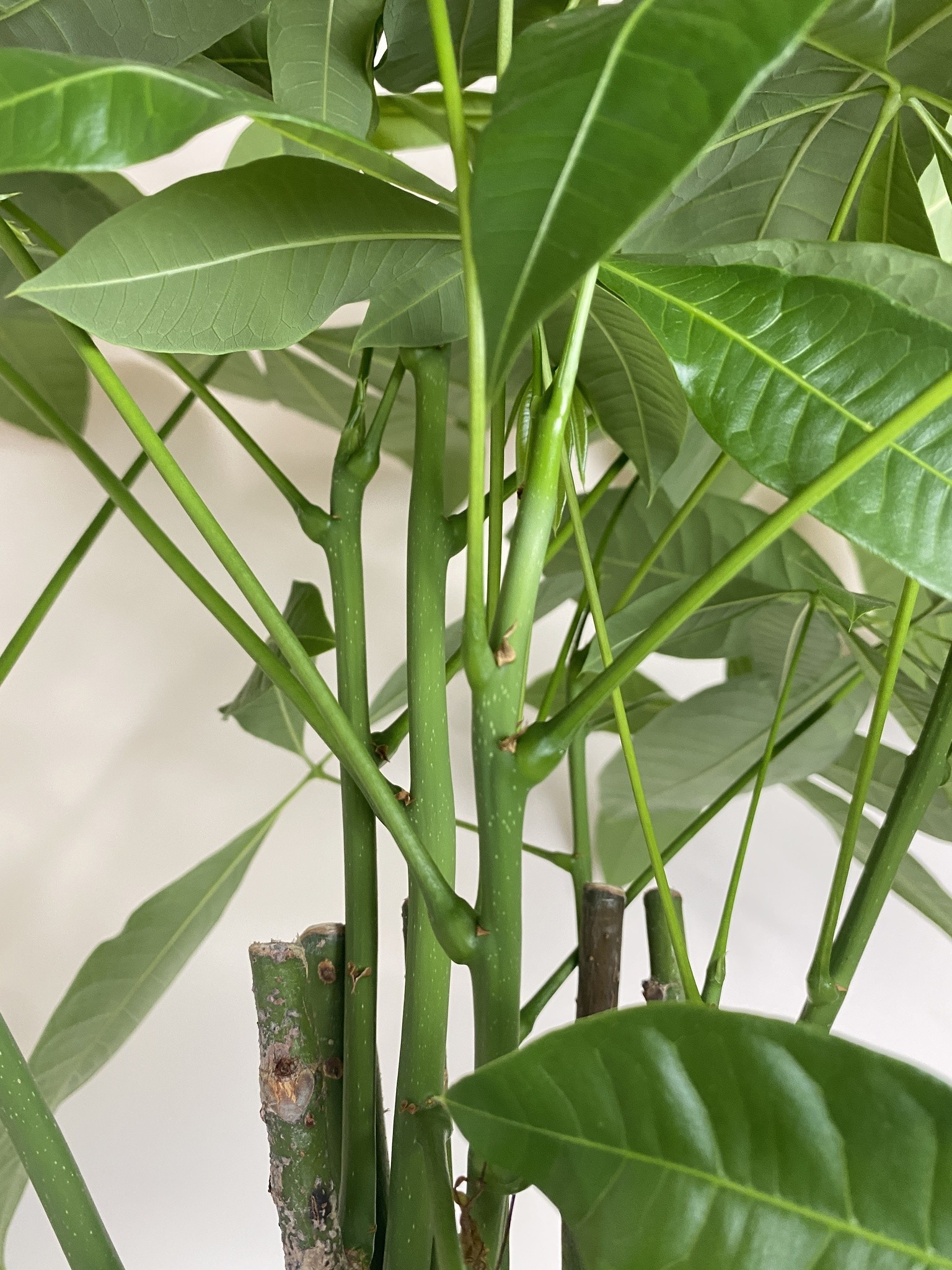 Pachira aquatica (wodna) Drzewko szczęścia i pieniędzy