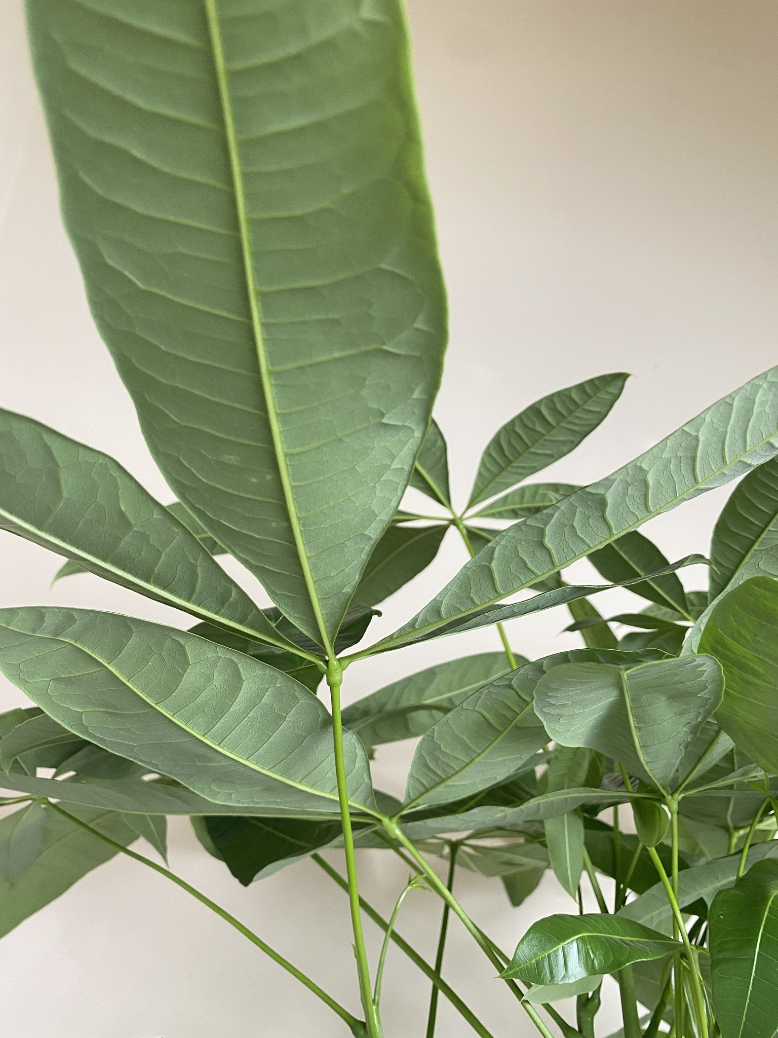 Pachira aquatica (wodna) Drzewko szczęścia i pieniędzy