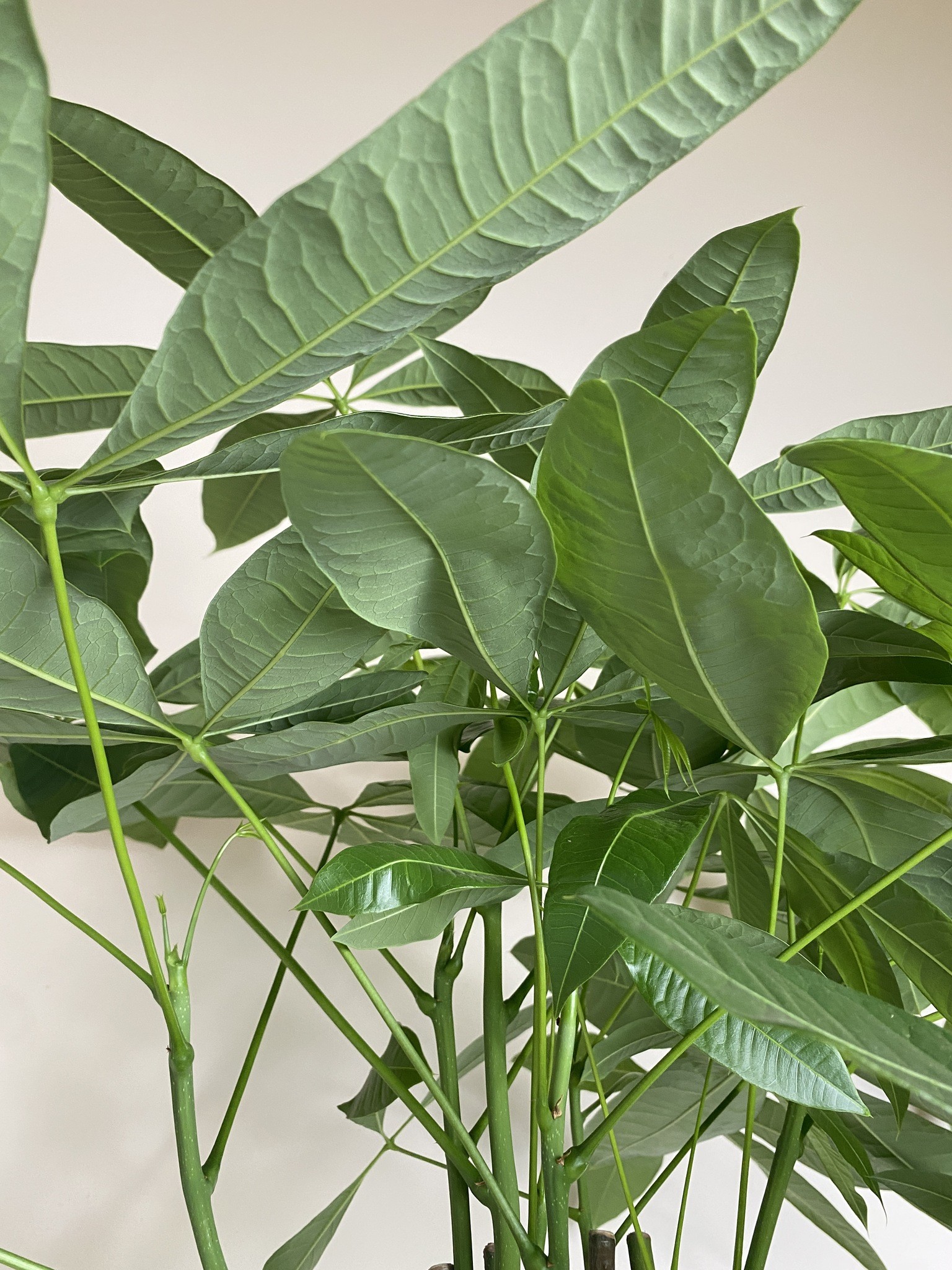 Pachira aquatica (wodna) Drzewko szczęścia i pieniędzy