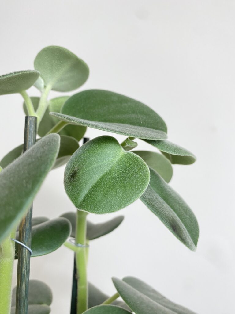 Peperomia Hovaria