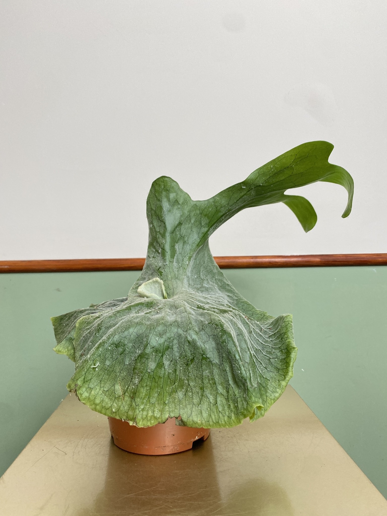 Platycerium Superbum (Giant Stoghorn)