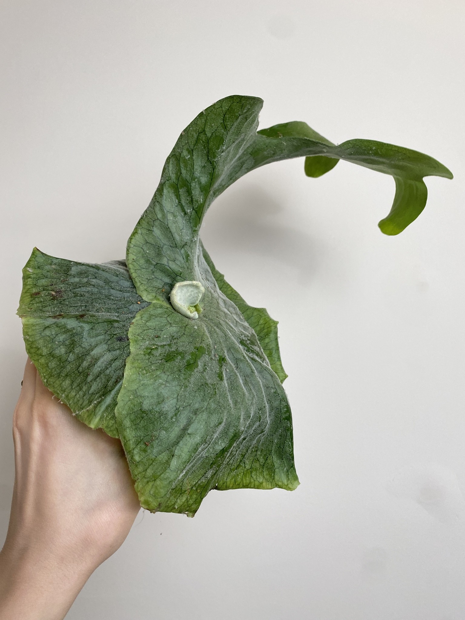 Platycerium Superbum (Giant Stoghorn)