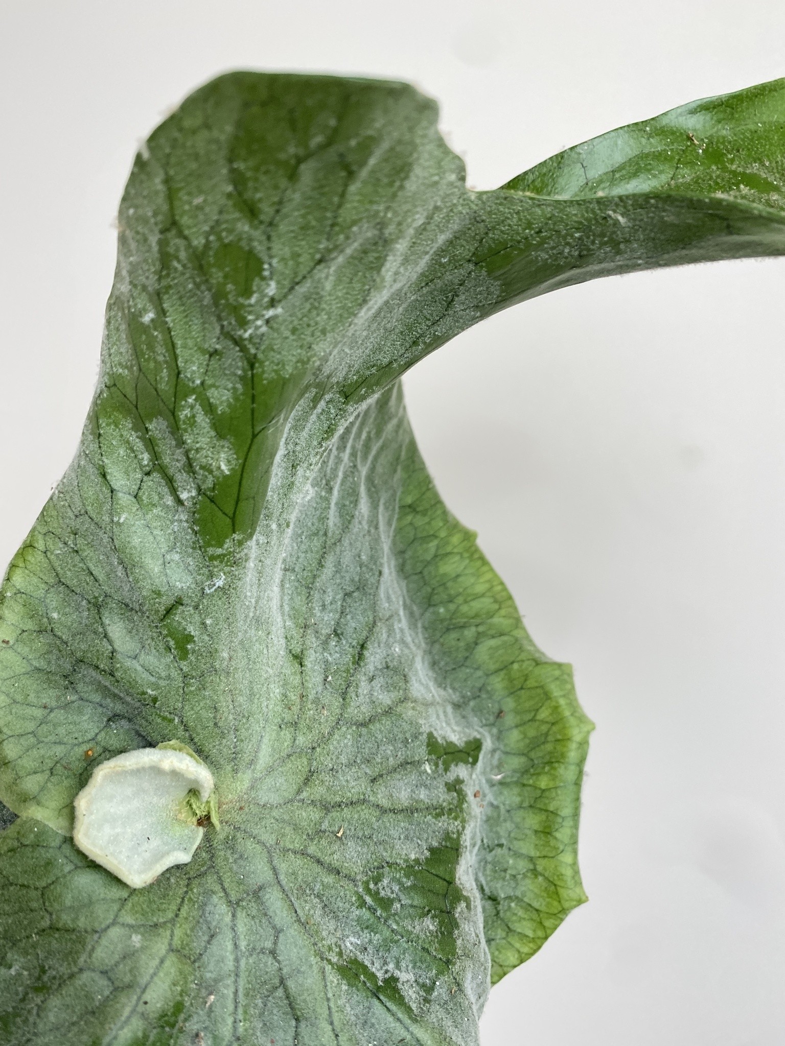 Platycerium Superbum (Giant Stoghorn)