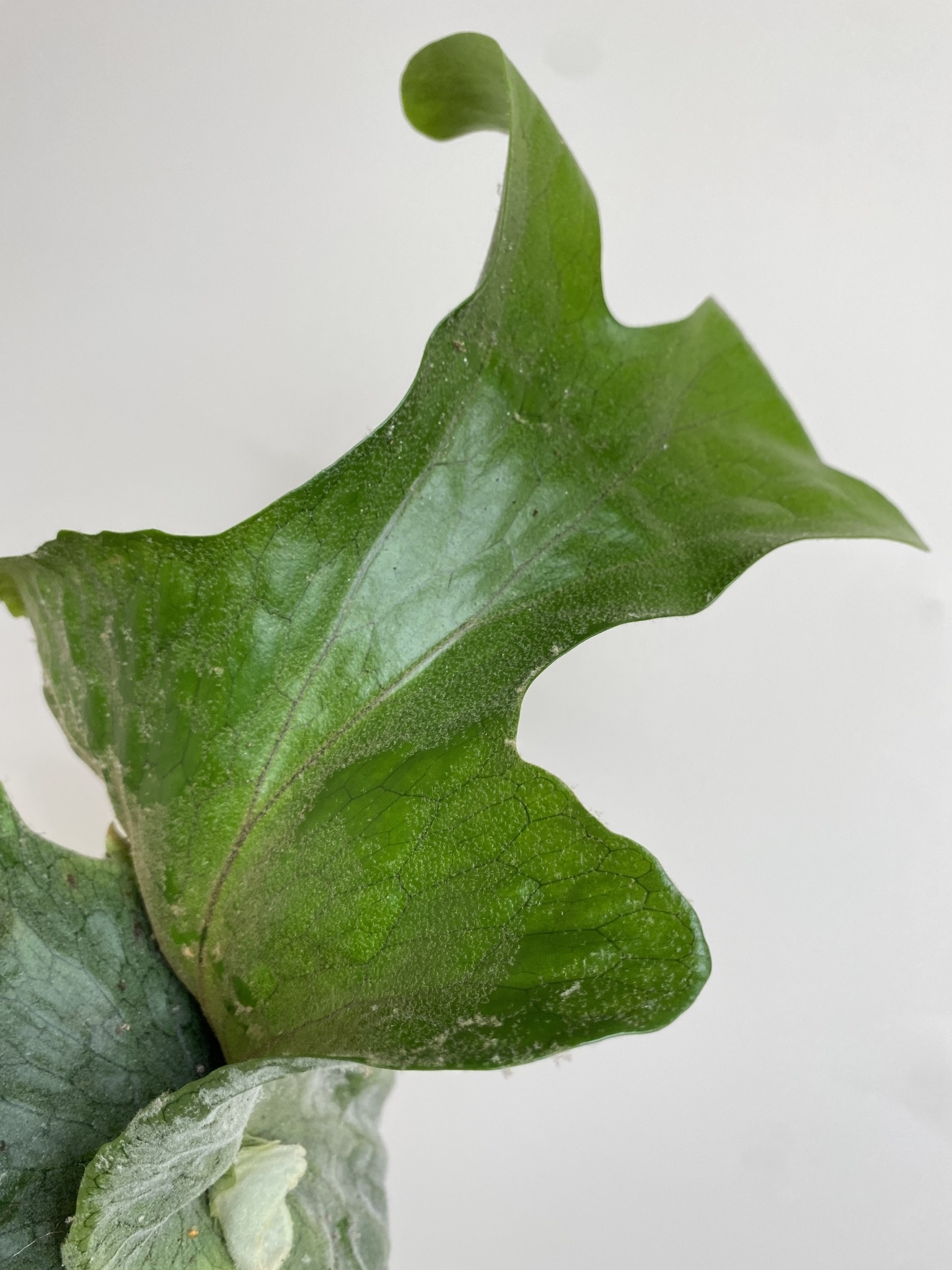 Platycerium Superbum (Giant Stoghorn)