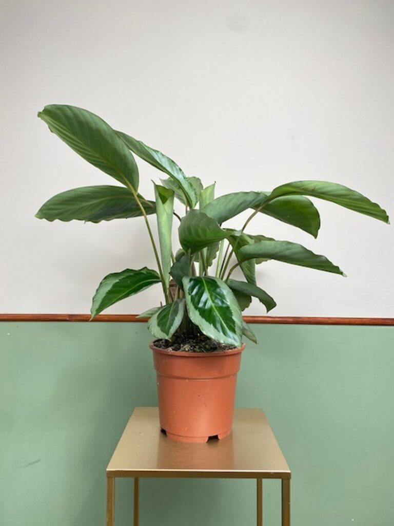 Calathea bicajoux Gecko