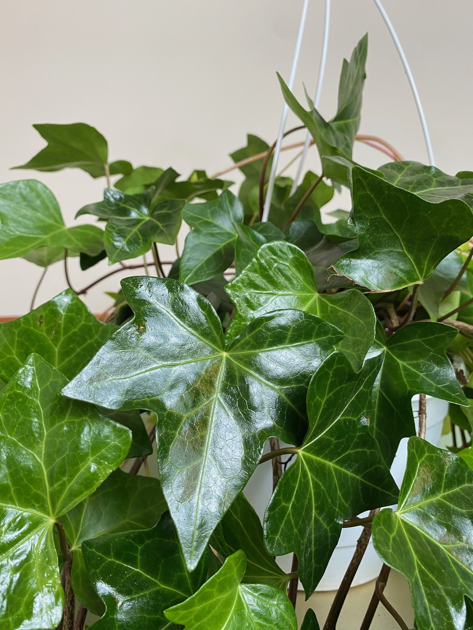 Hedera Bluszcz zimujący