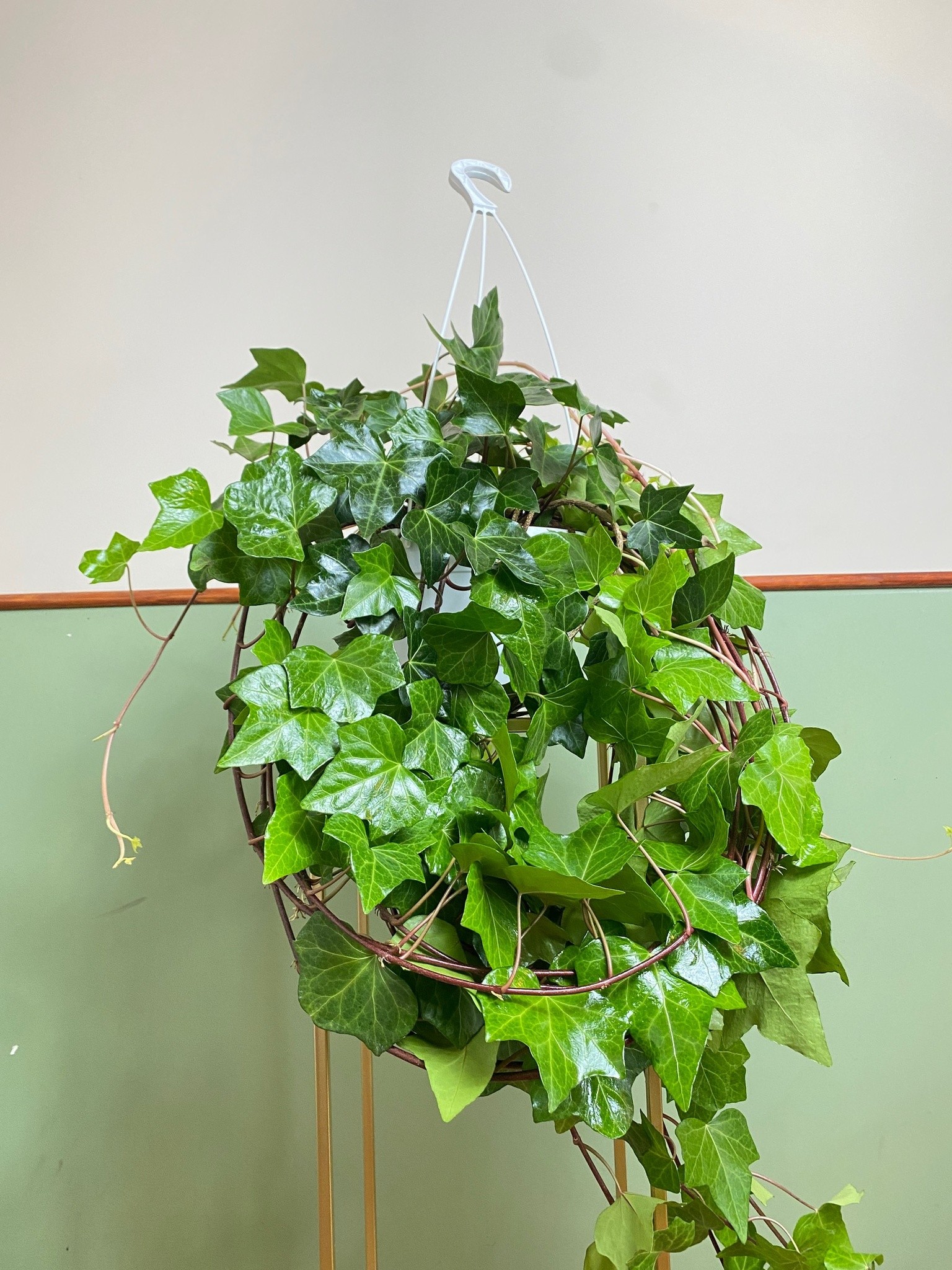 Hedera Bluszcz zimujący