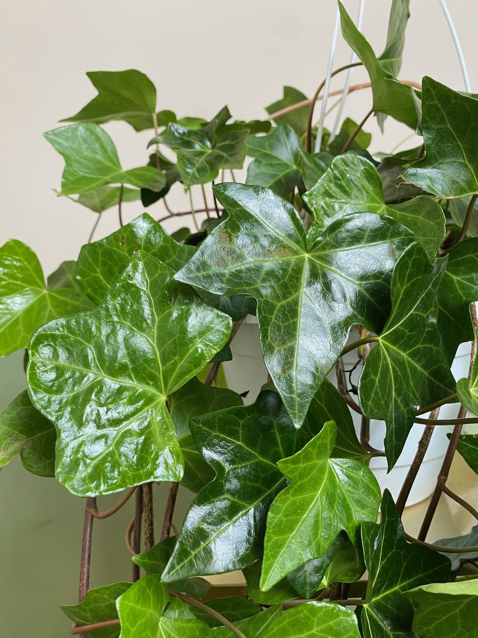 Hedera Bluszcz zimujący