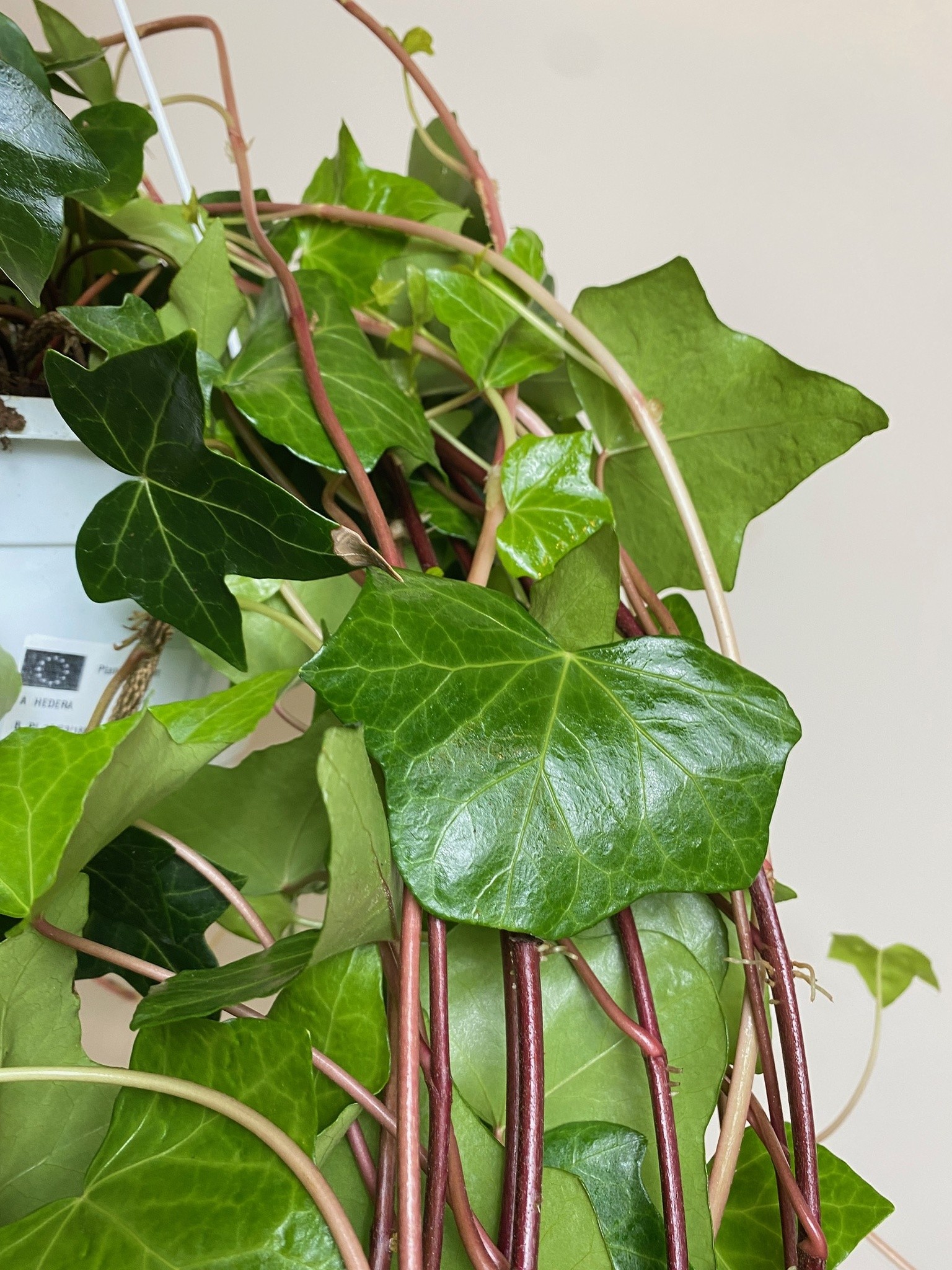 Hedera Bluszcz zimujący