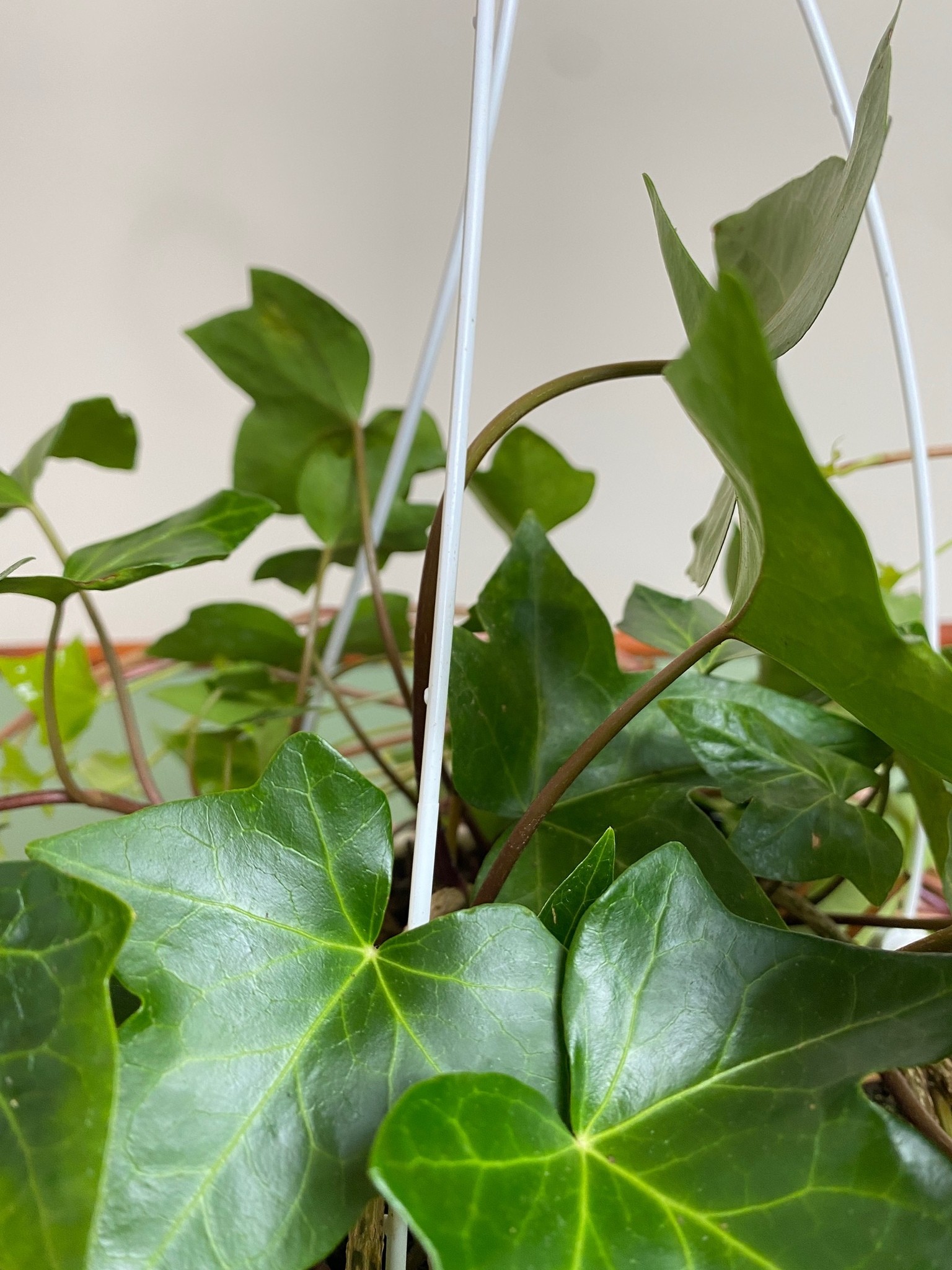 Hedera Bluszcz zimujący