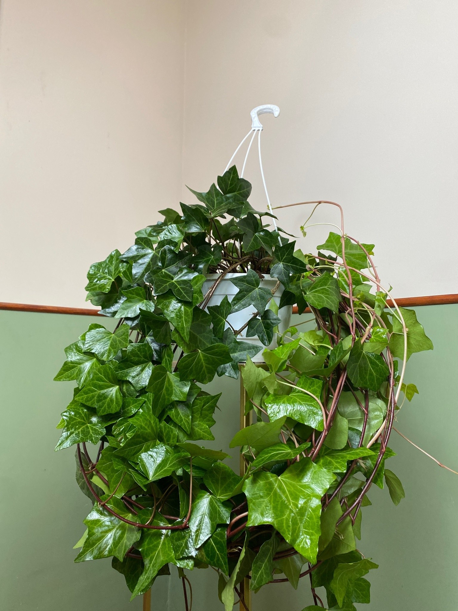 Hedera Bluszcz zimujący