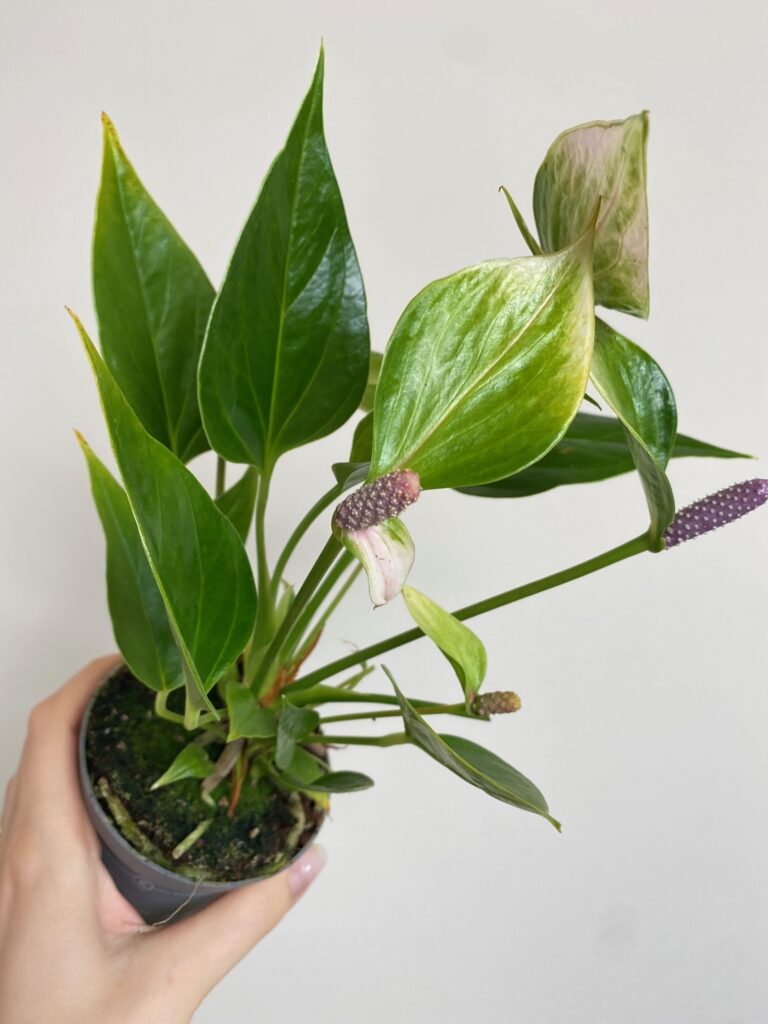 Anthurium Nano Sweet