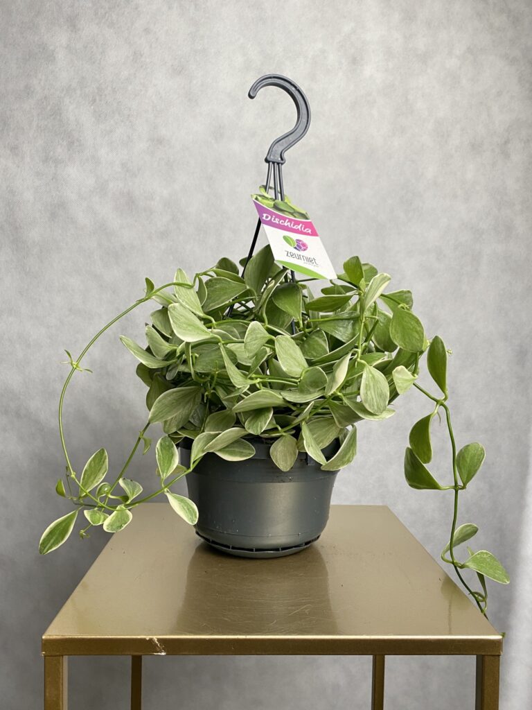 Dischidia Diamond Variegata