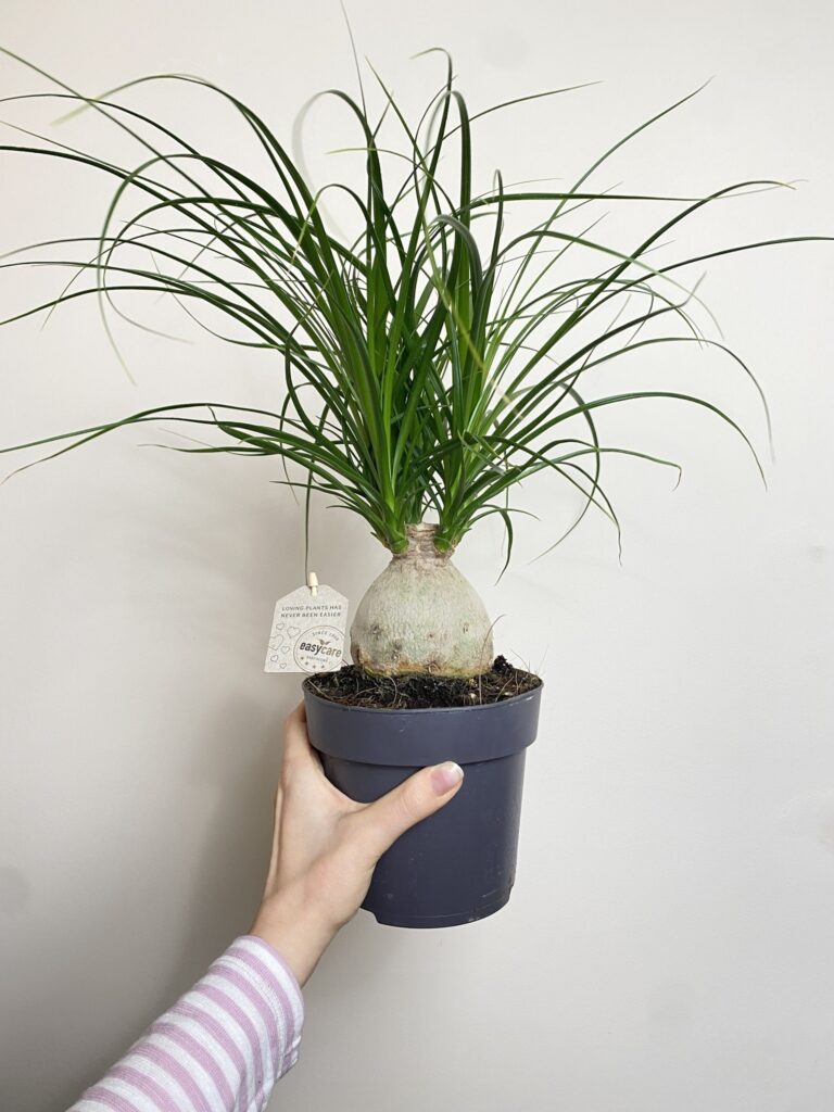 Beaucarnea Nolina recurvata