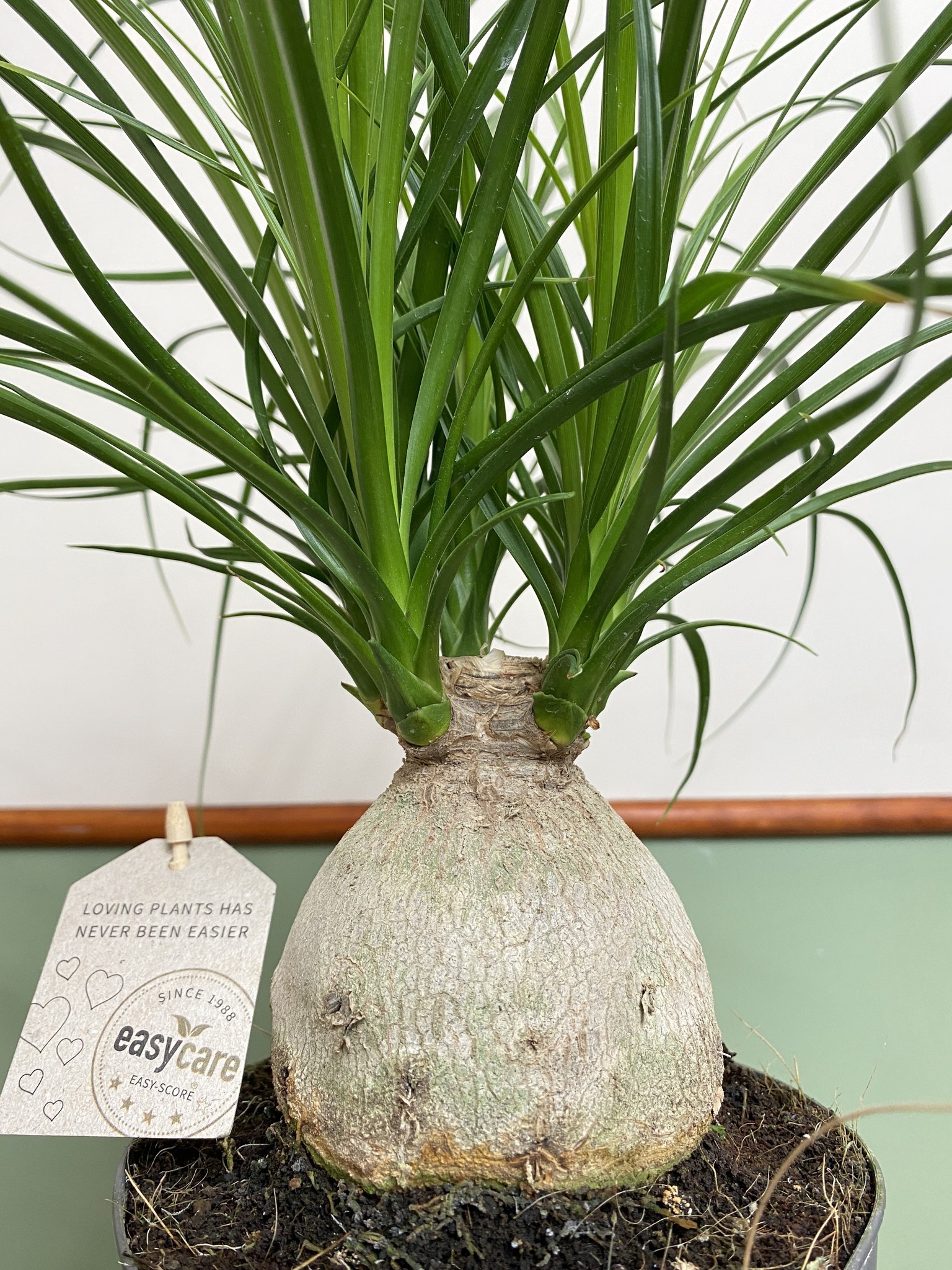 Beaucarnea Nolina recurvata