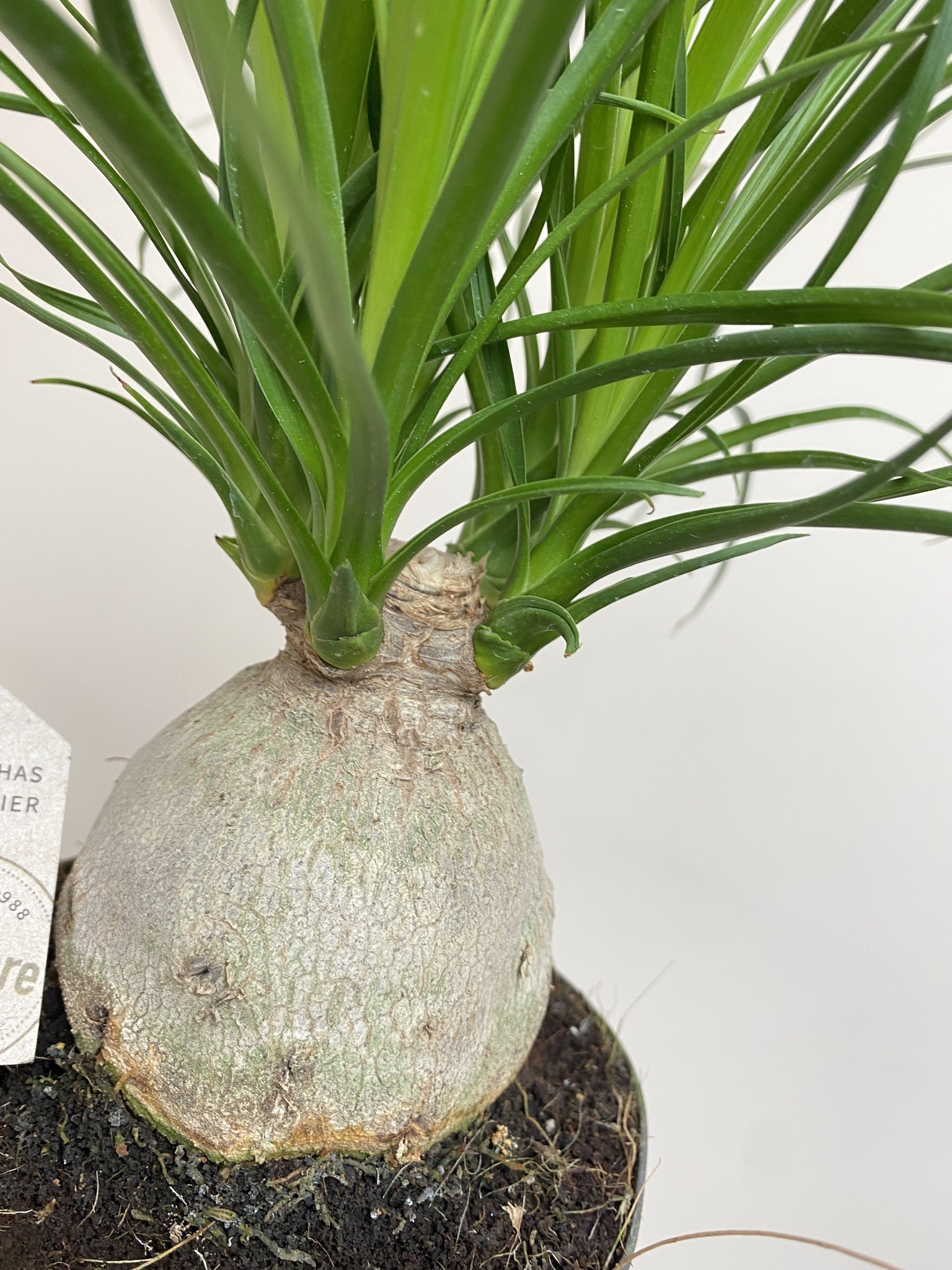 Beaucarnea Nolina recurvata