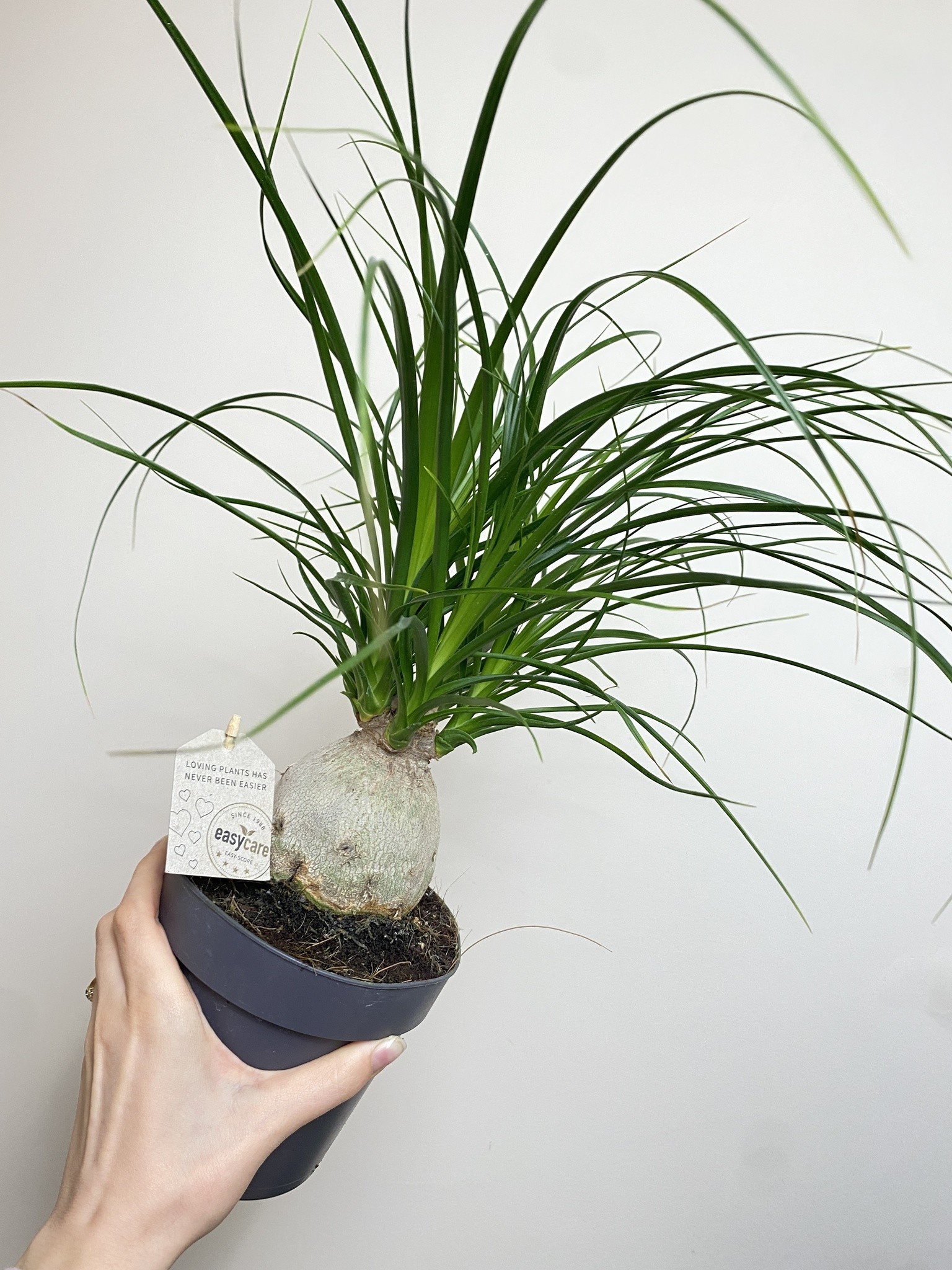 Beaucarnea Nolina recurvata