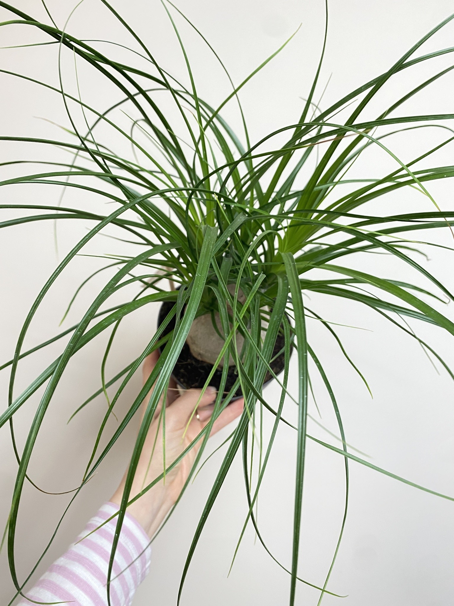 Beaucarnea Nolina recurvata