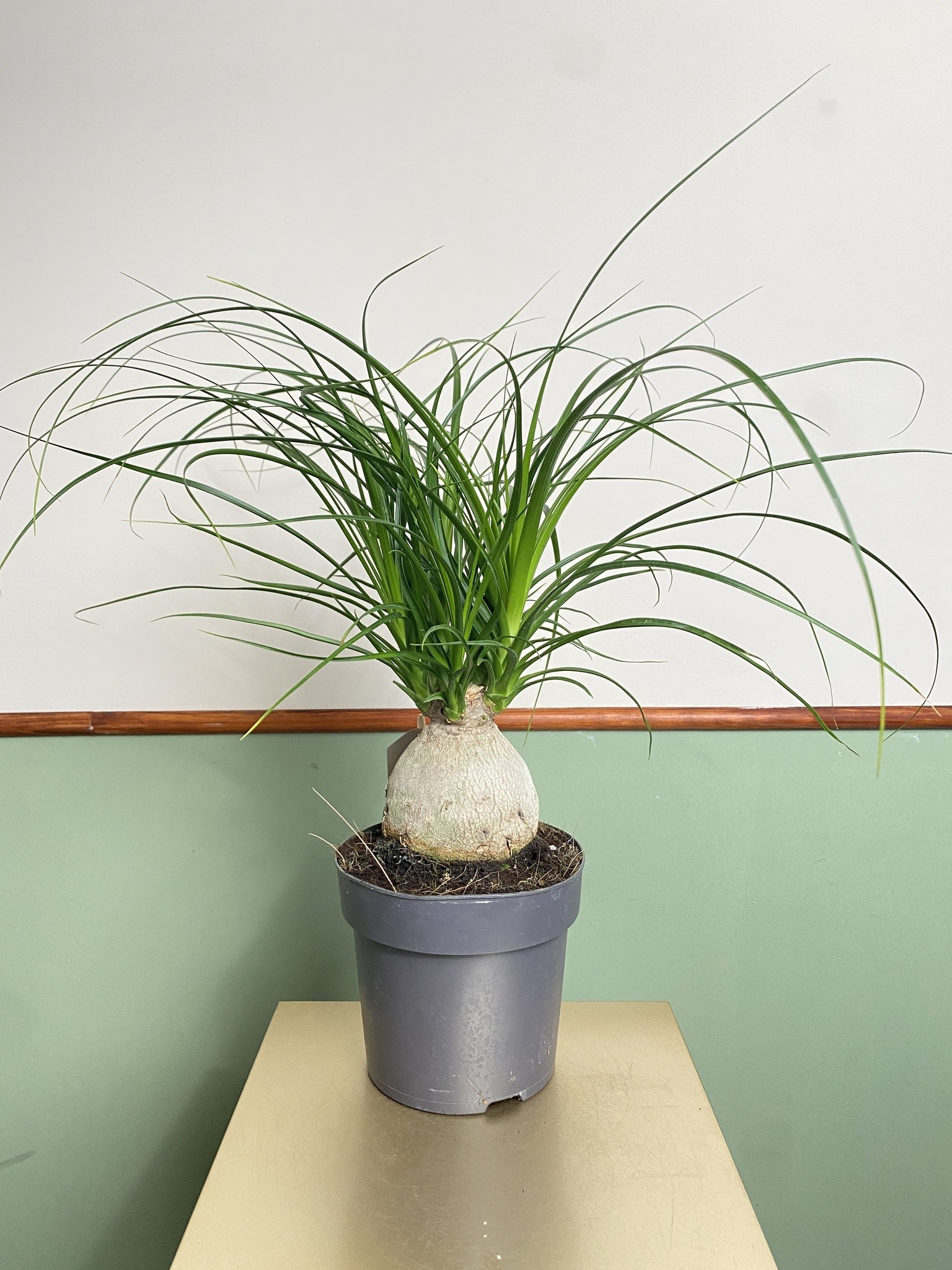 Beaucarnea Nolina recurvata