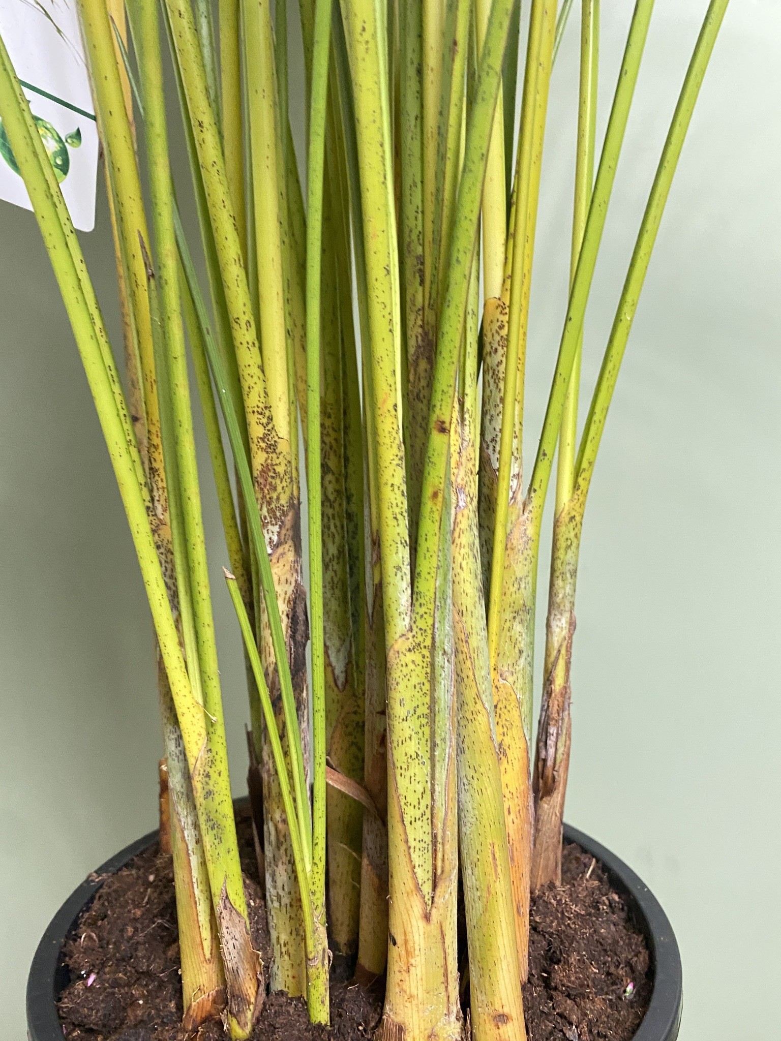Areca Dypsis lutescens Palma