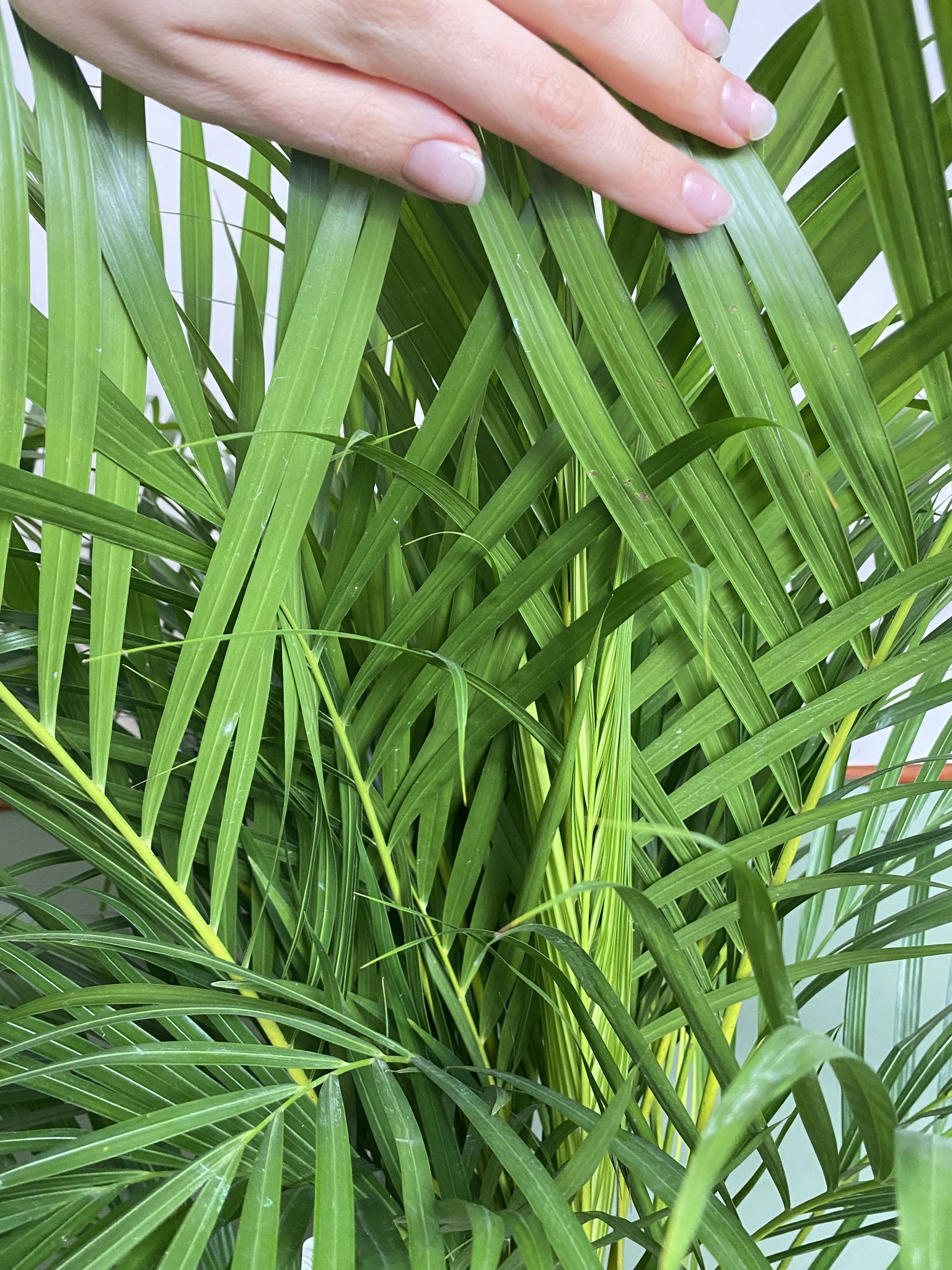 Areca Dypsis lutescens Palma