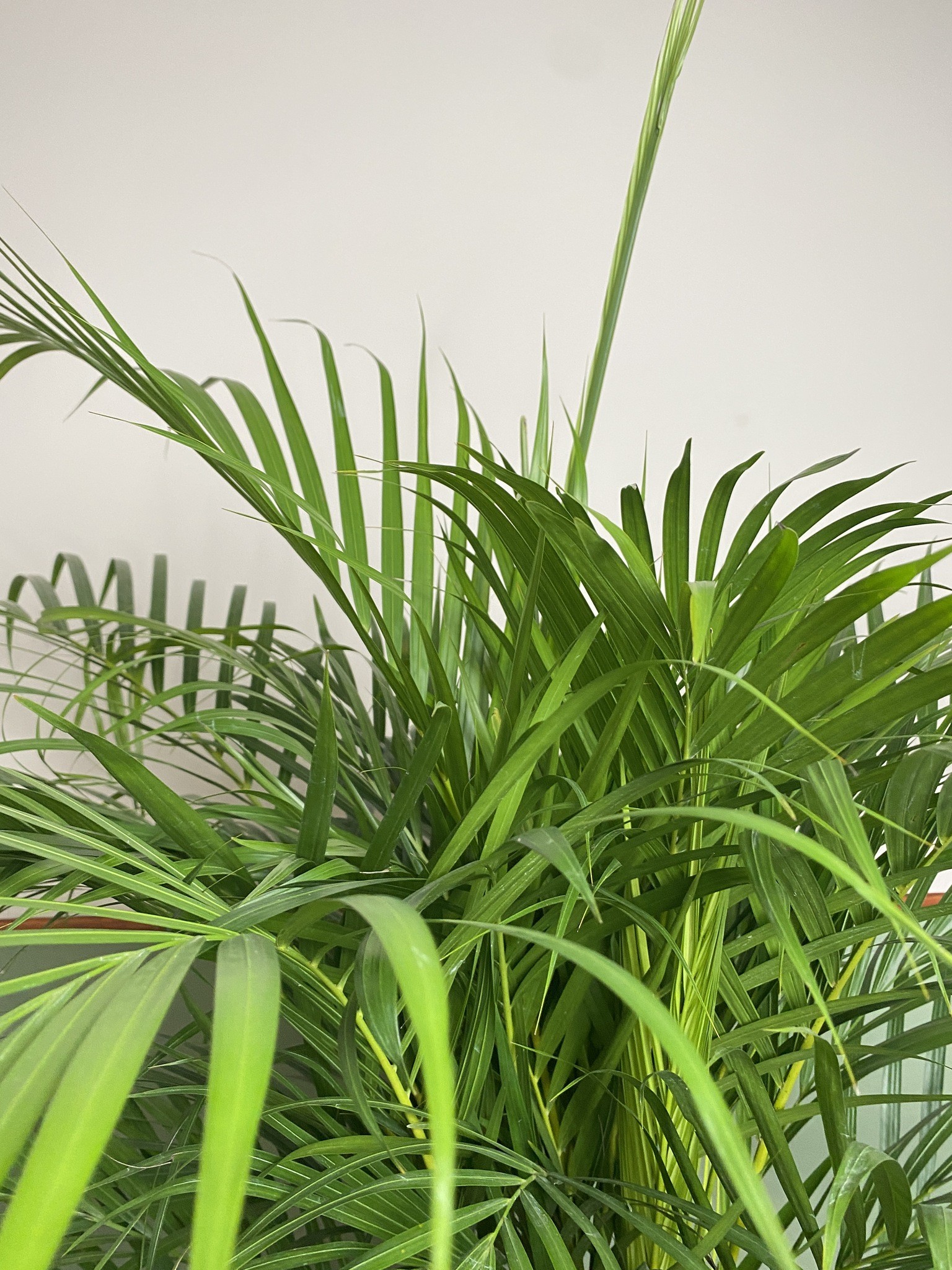 Areca Dypsis lutescens Palma
