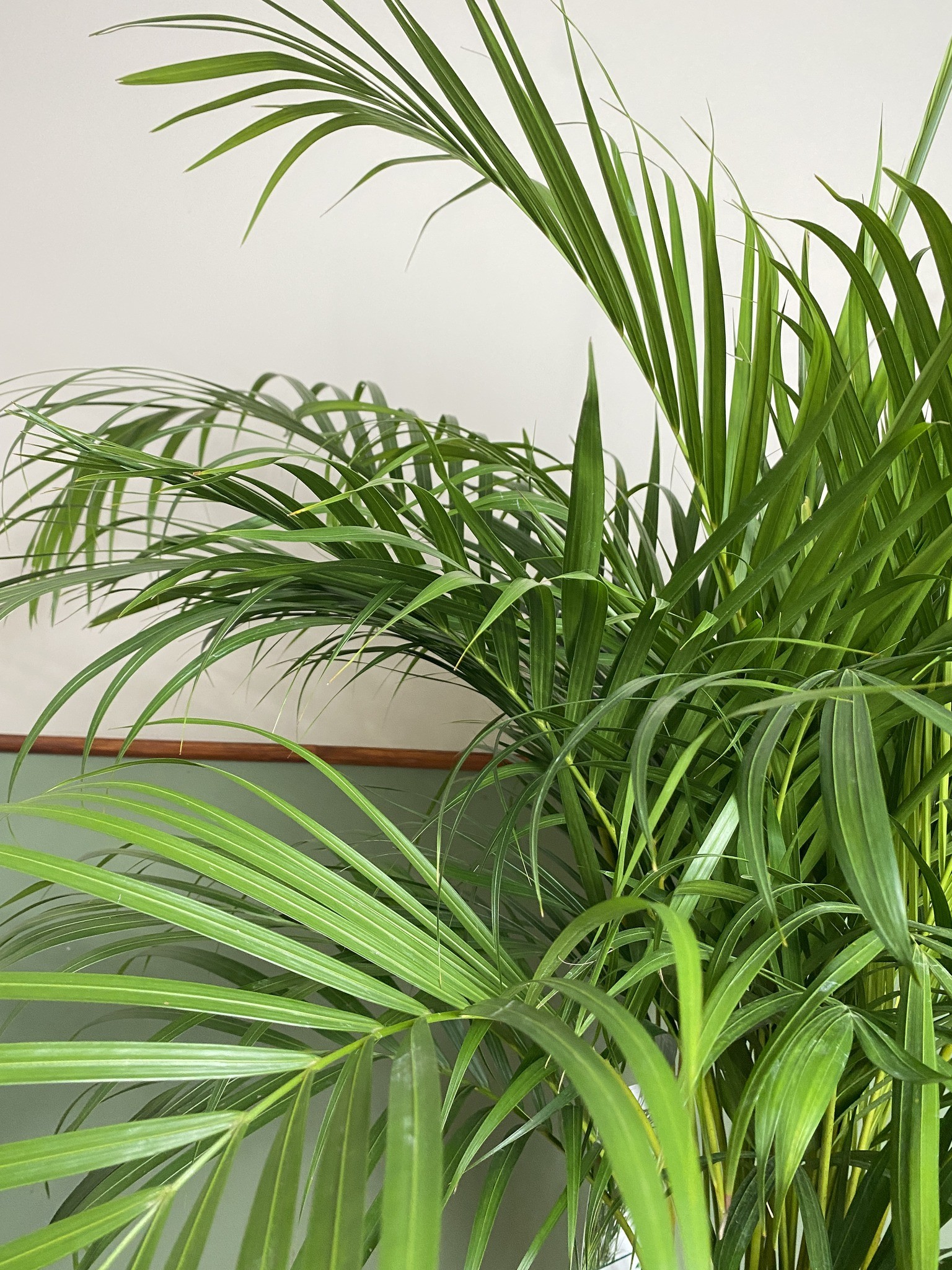 Areca Dypsis lutescens Palma