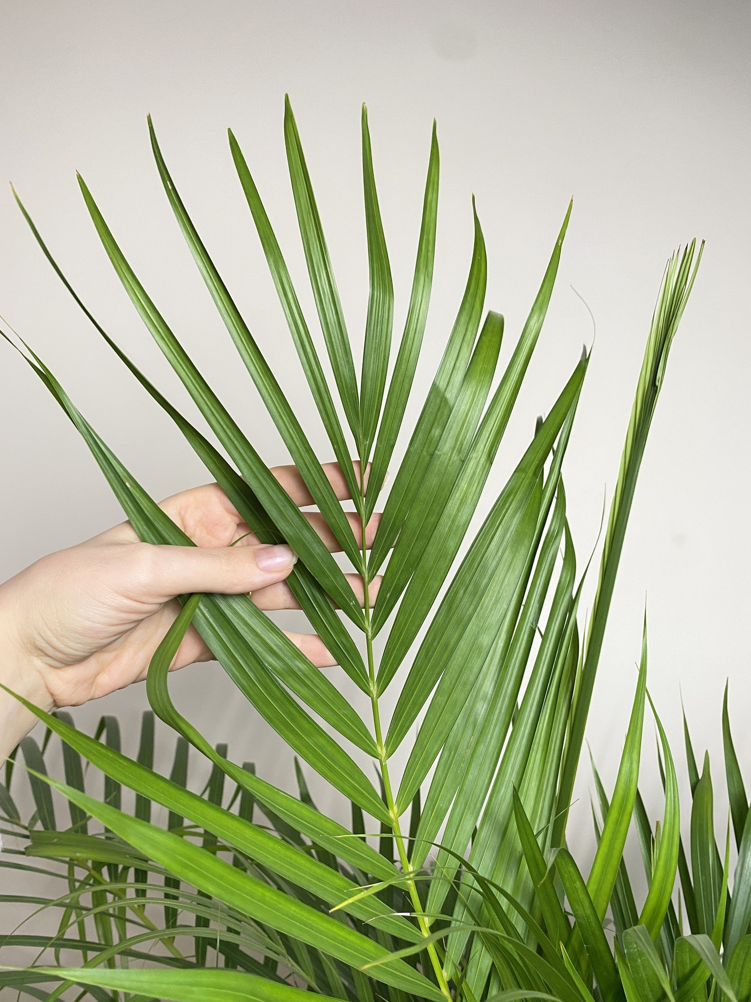 Areca Dypsis lutescens Palma