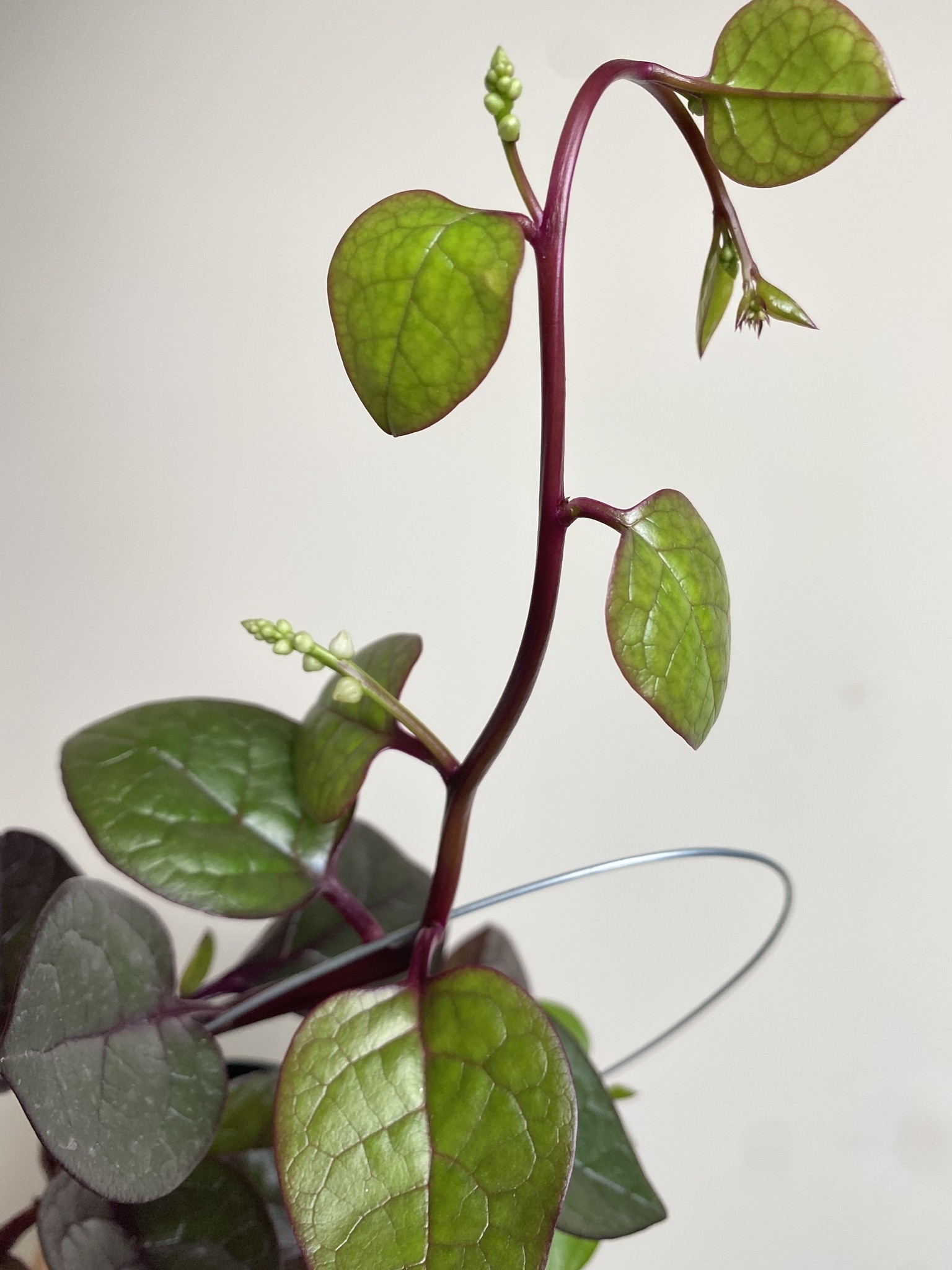 Basella Rosebud Szpinak malabarski