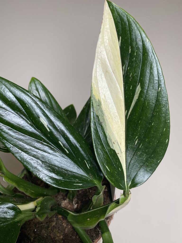 Philodendron Cobra
