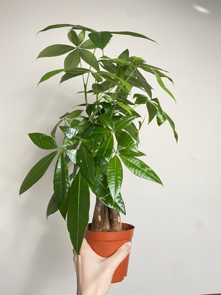 Pachira aquatica (duża sadzonka)