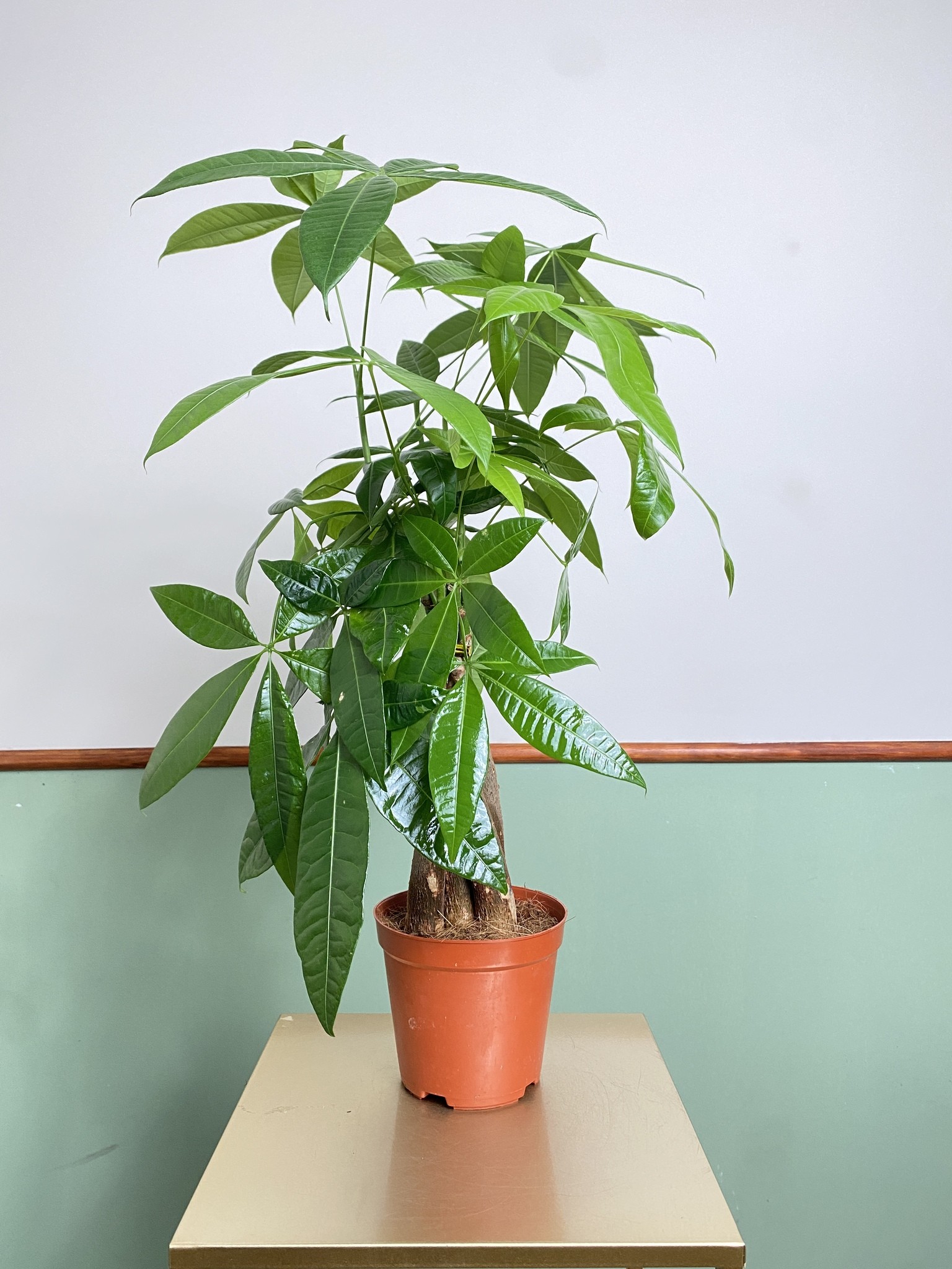 Pachira aquatica (duża sadzonka)