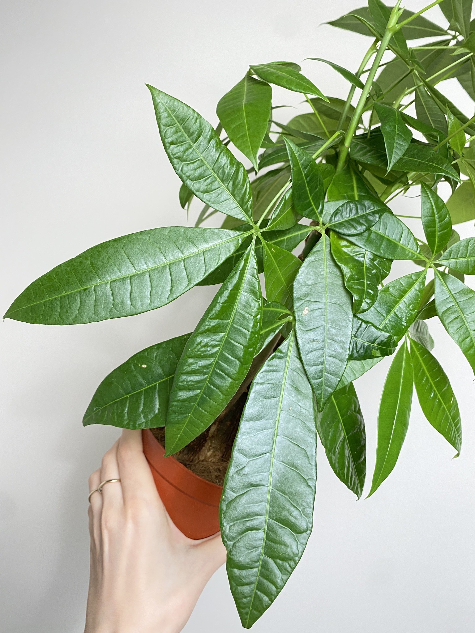 Pachira aquatica (duża sadzonka)