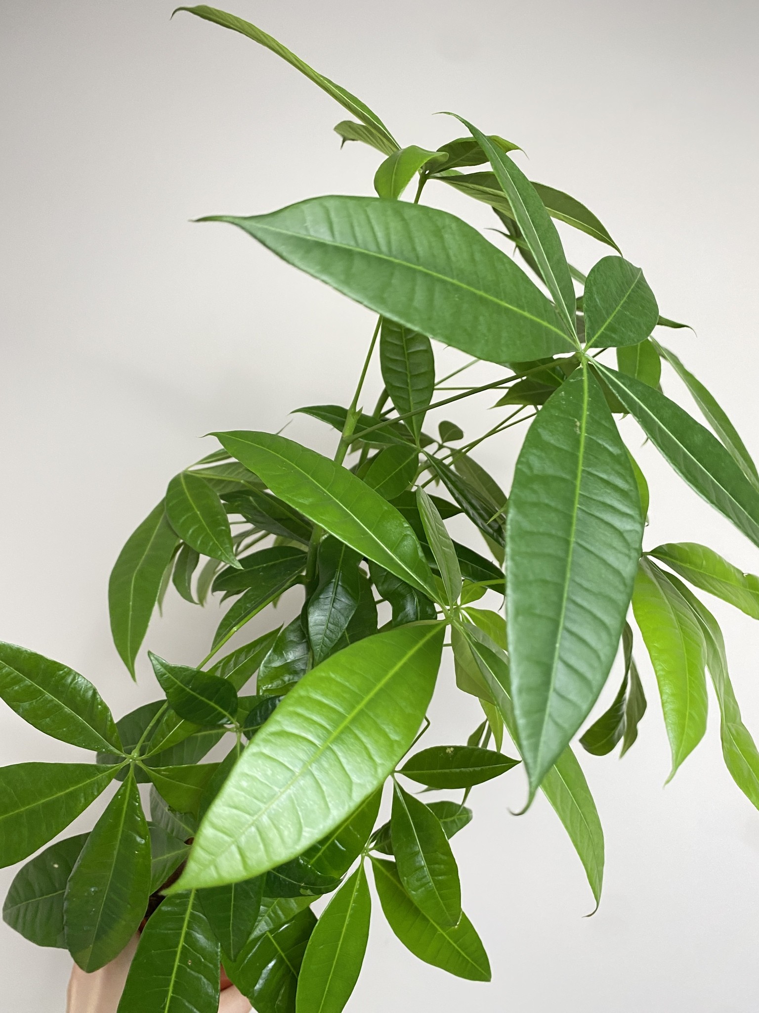 Pachira aquatica (duża sadzonka)