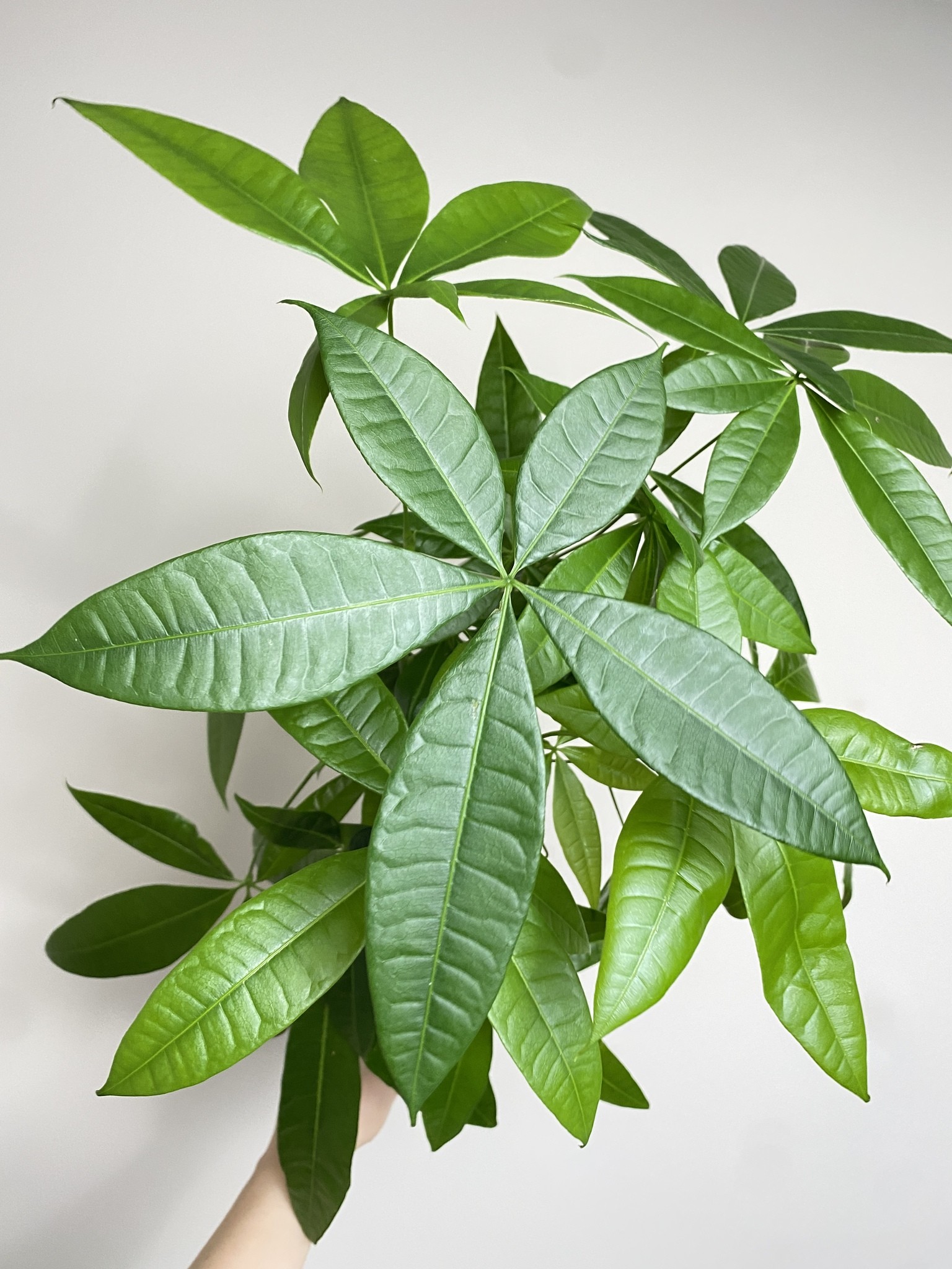 Pachira aquatica (duża sadzonka)
