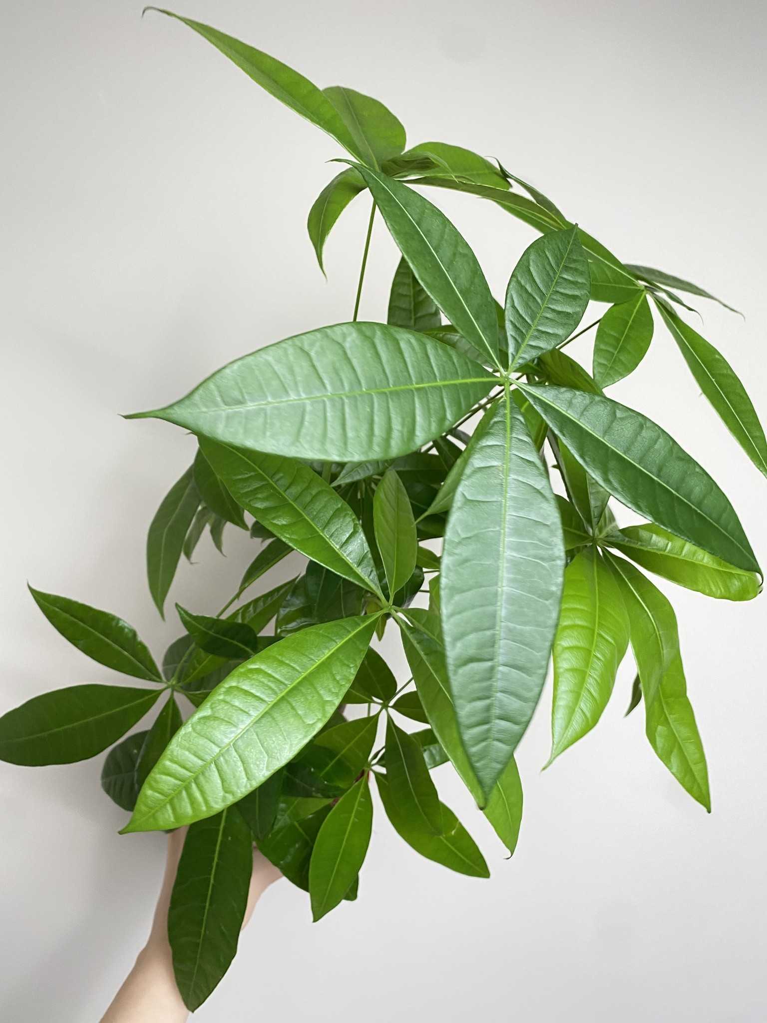 Pachira aquatica (duża sadzonka)