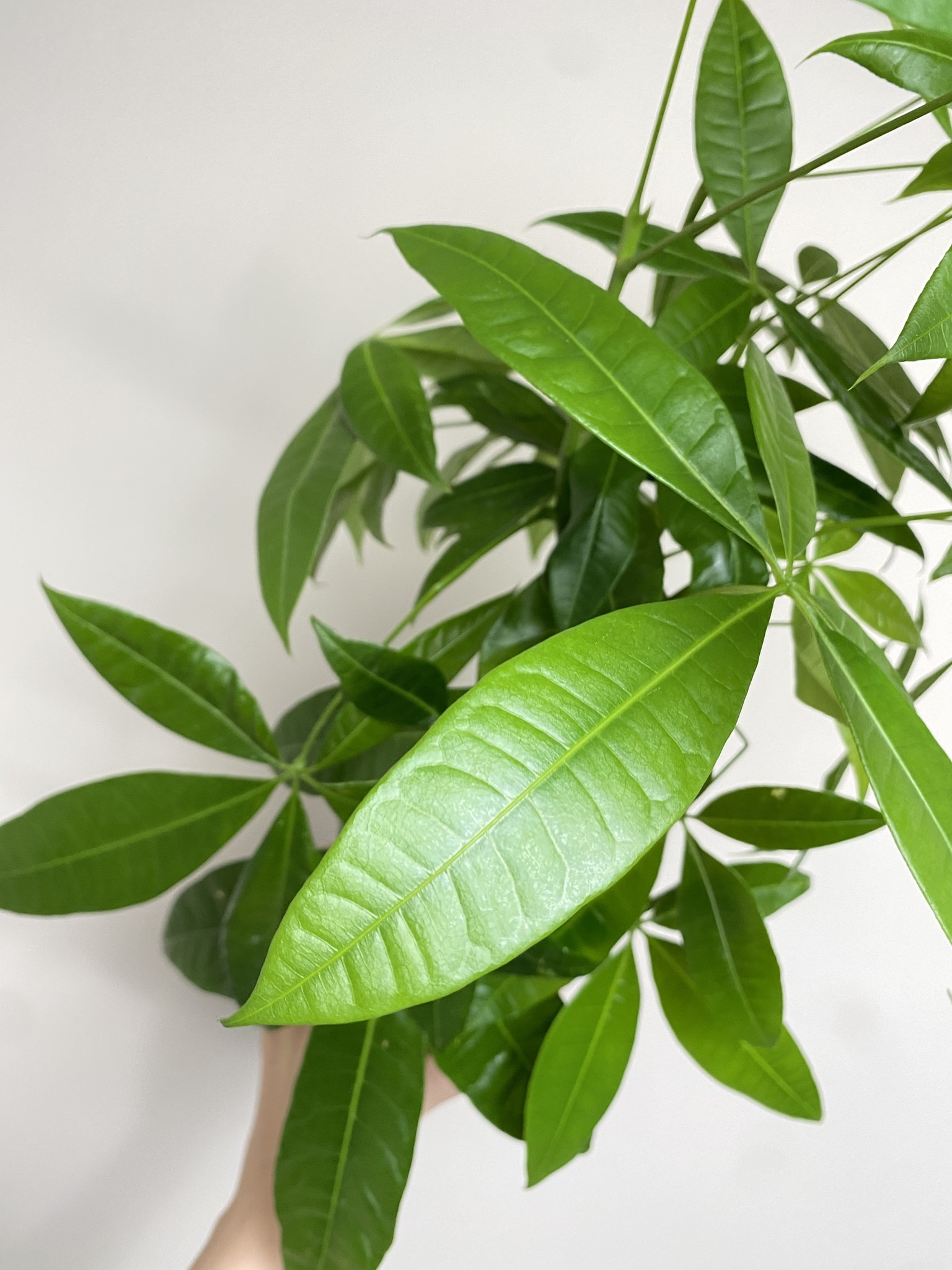 Pachira aquatica (duża sadzonka)