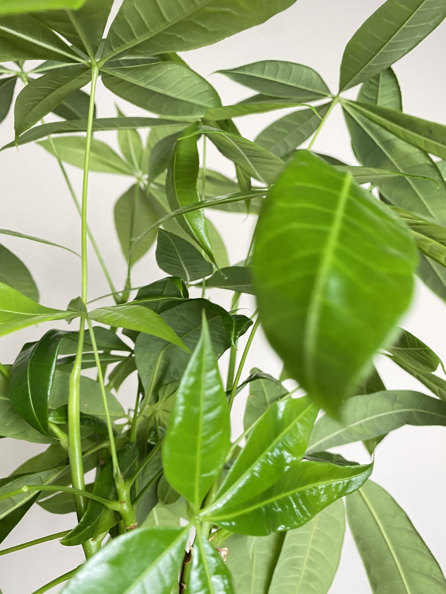 Pachira aquatica (duża sadzonka)