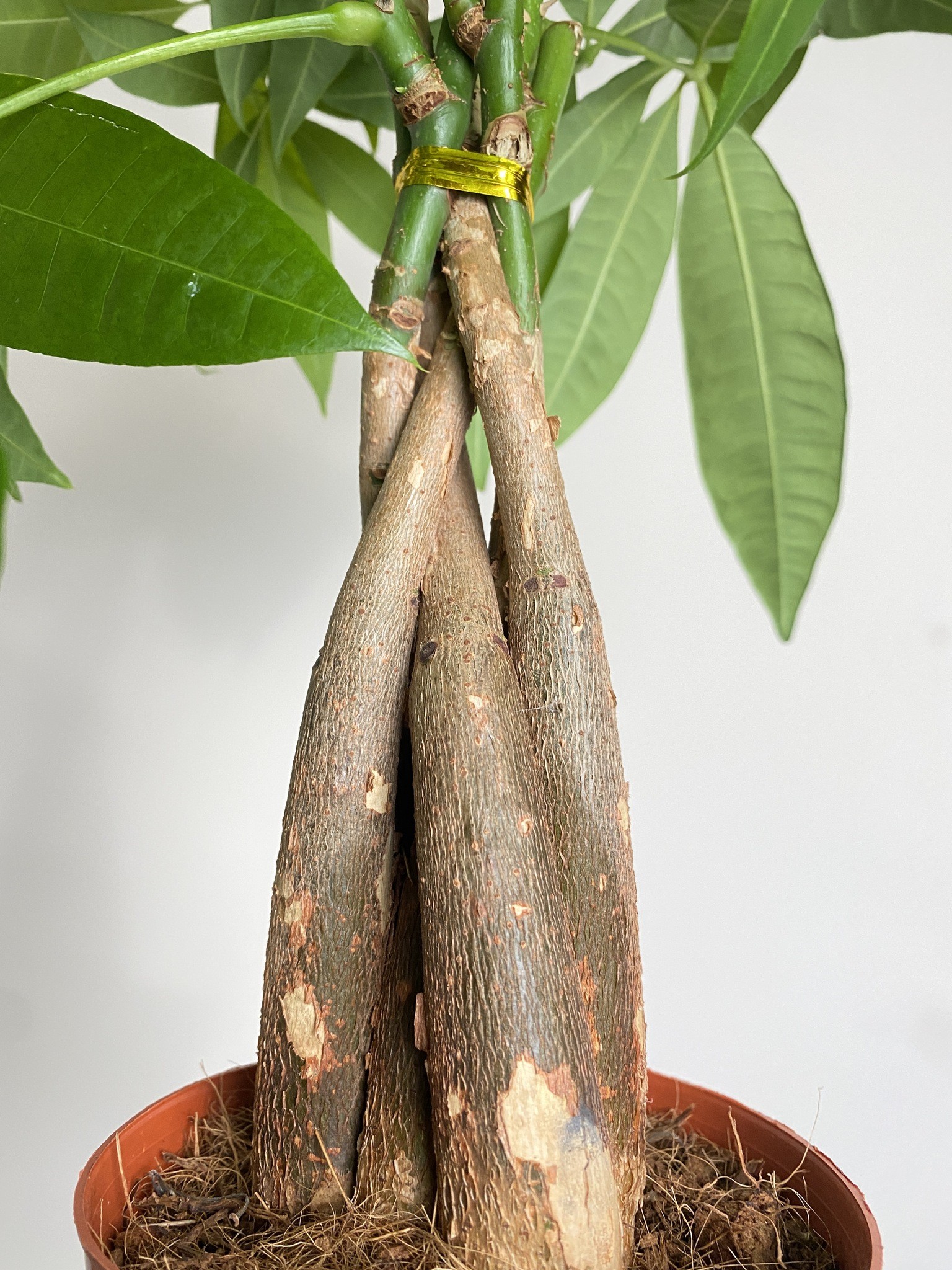 Pachira aquatica (duża sadzonka)