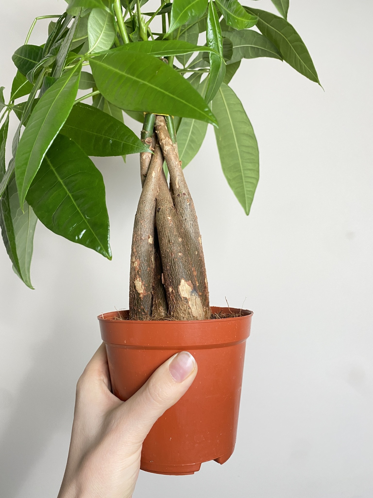 Pachira aquatica (duża sadzonka)