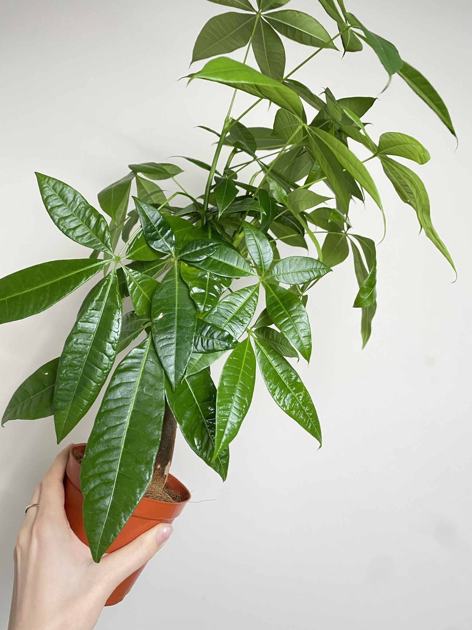 Pachira aquatica (duża sadzonka)
