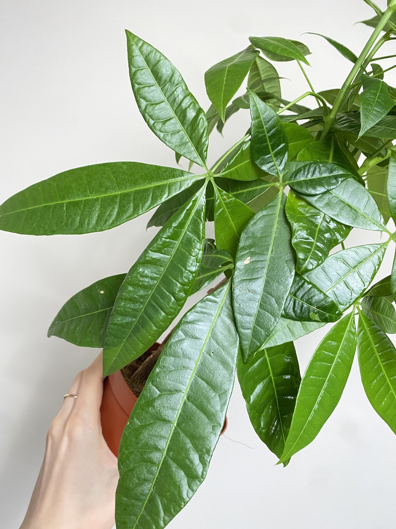 Pachira aquatica (duża sadzonka)
