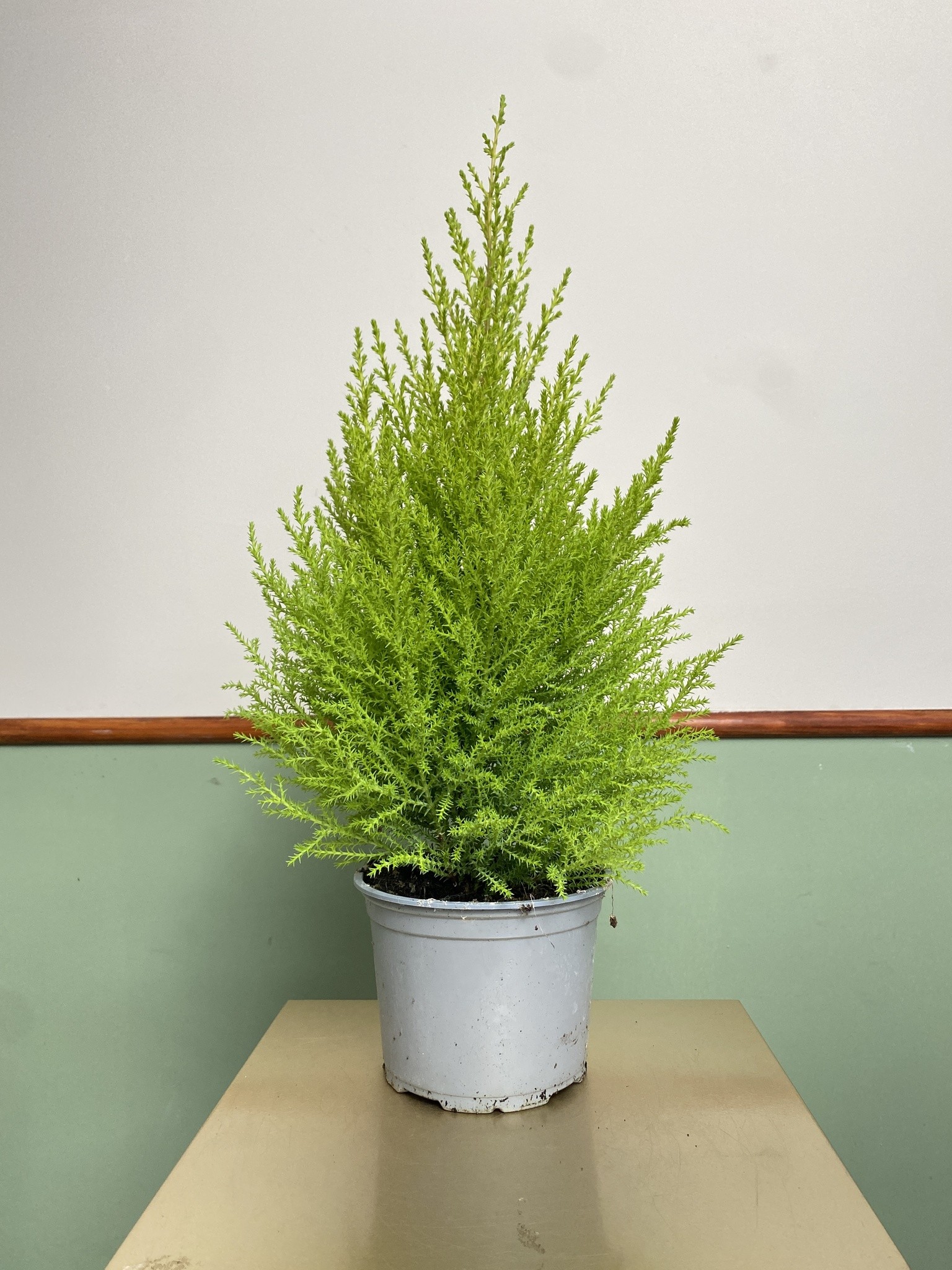 Cyprys macr. Wilma (cupressus)