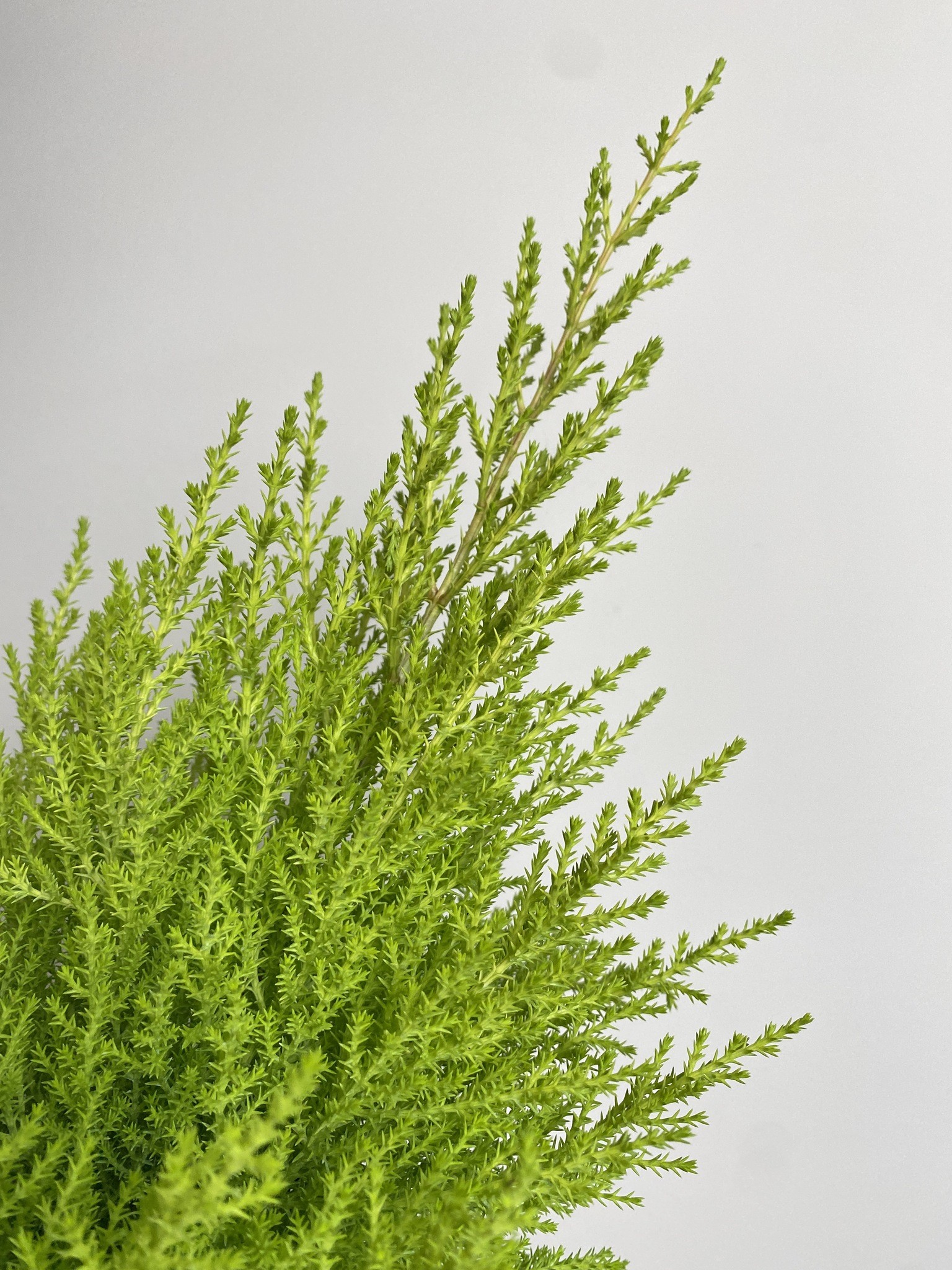 Cyprys macr. Wilma (cupressus)