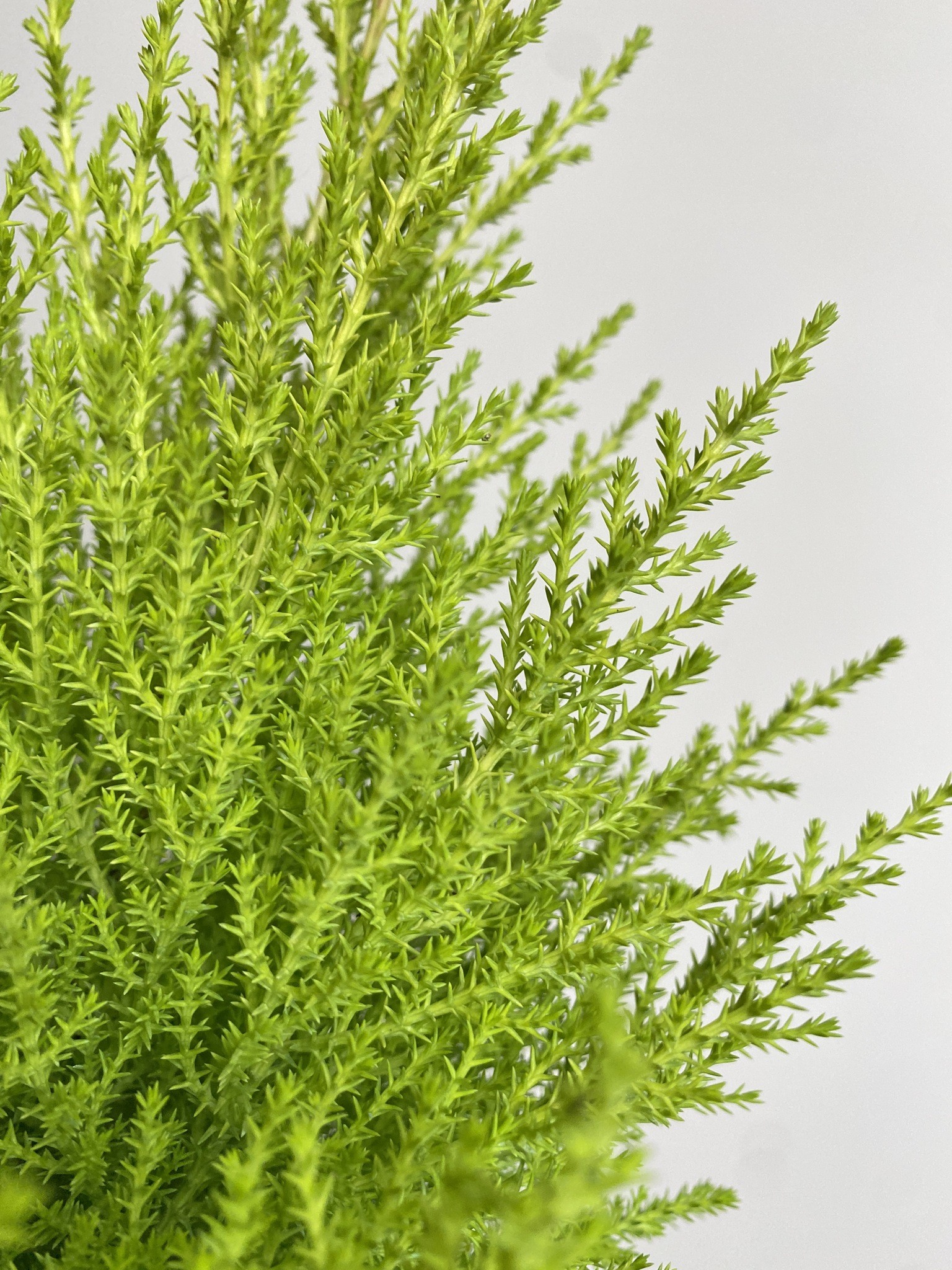 Cyprys macr. Wilma (cupressus)