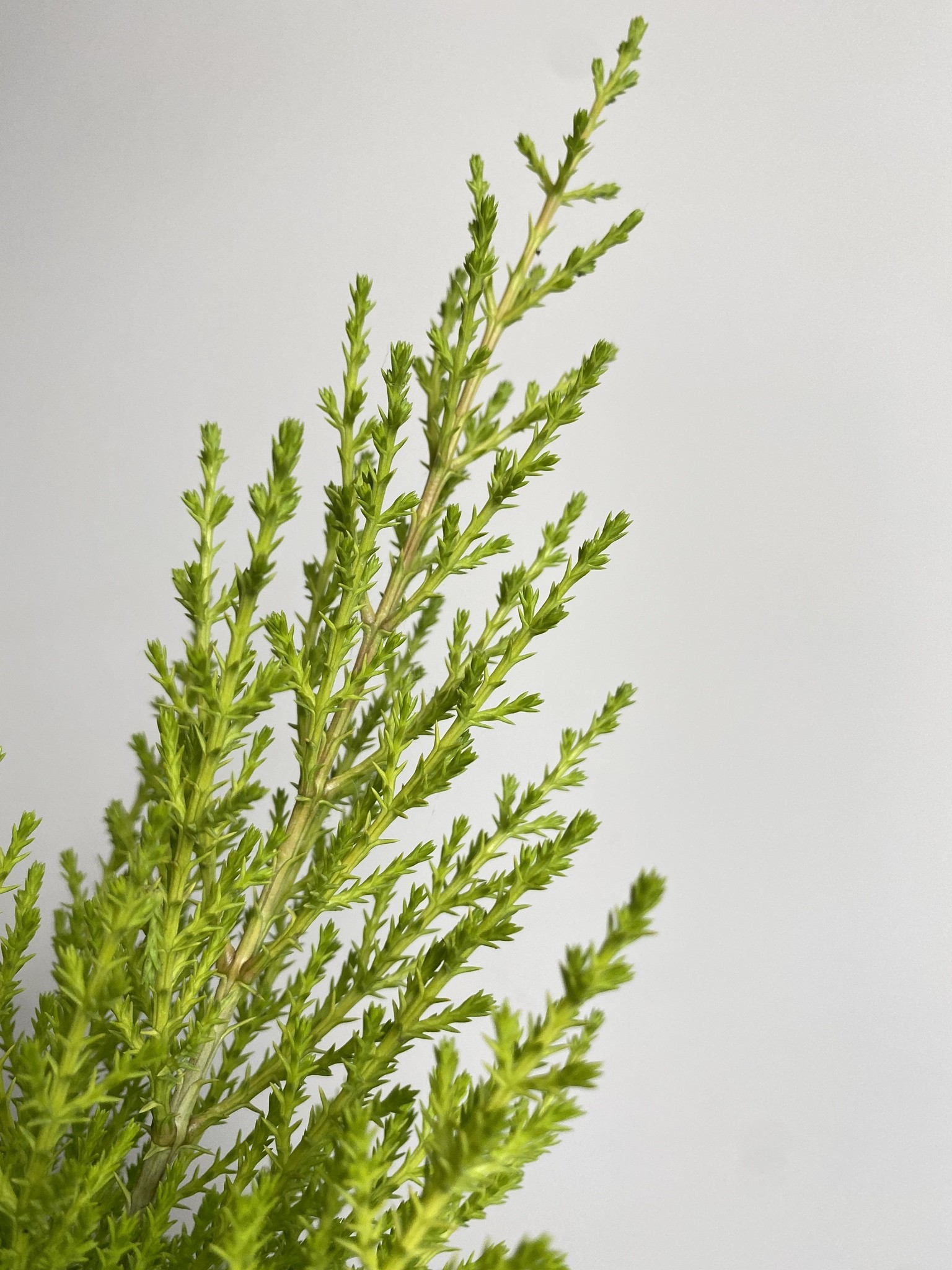 Cyprys macr. Wilma (cupressus)