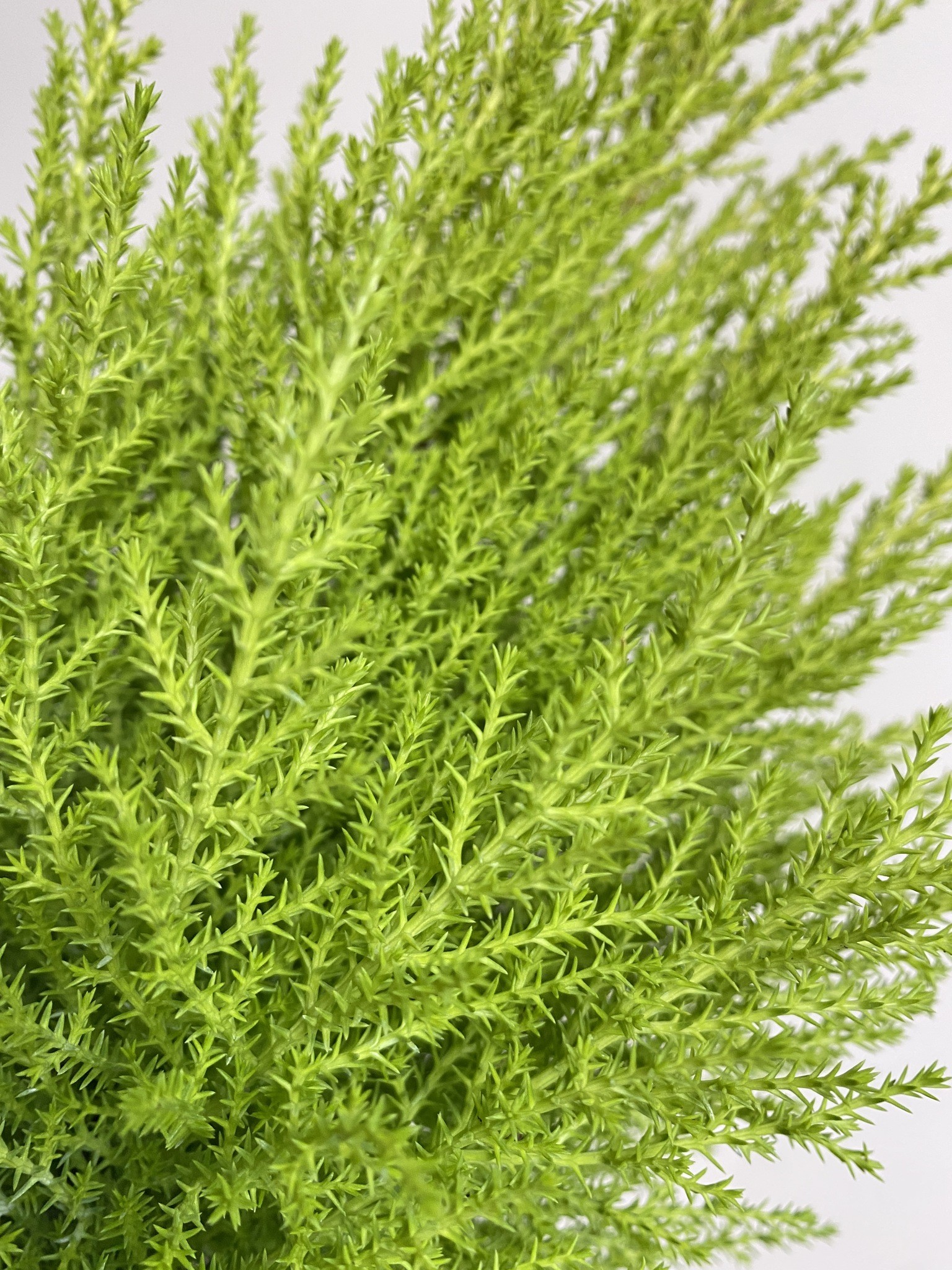 Cyprys macr. Wilma (cupressus)